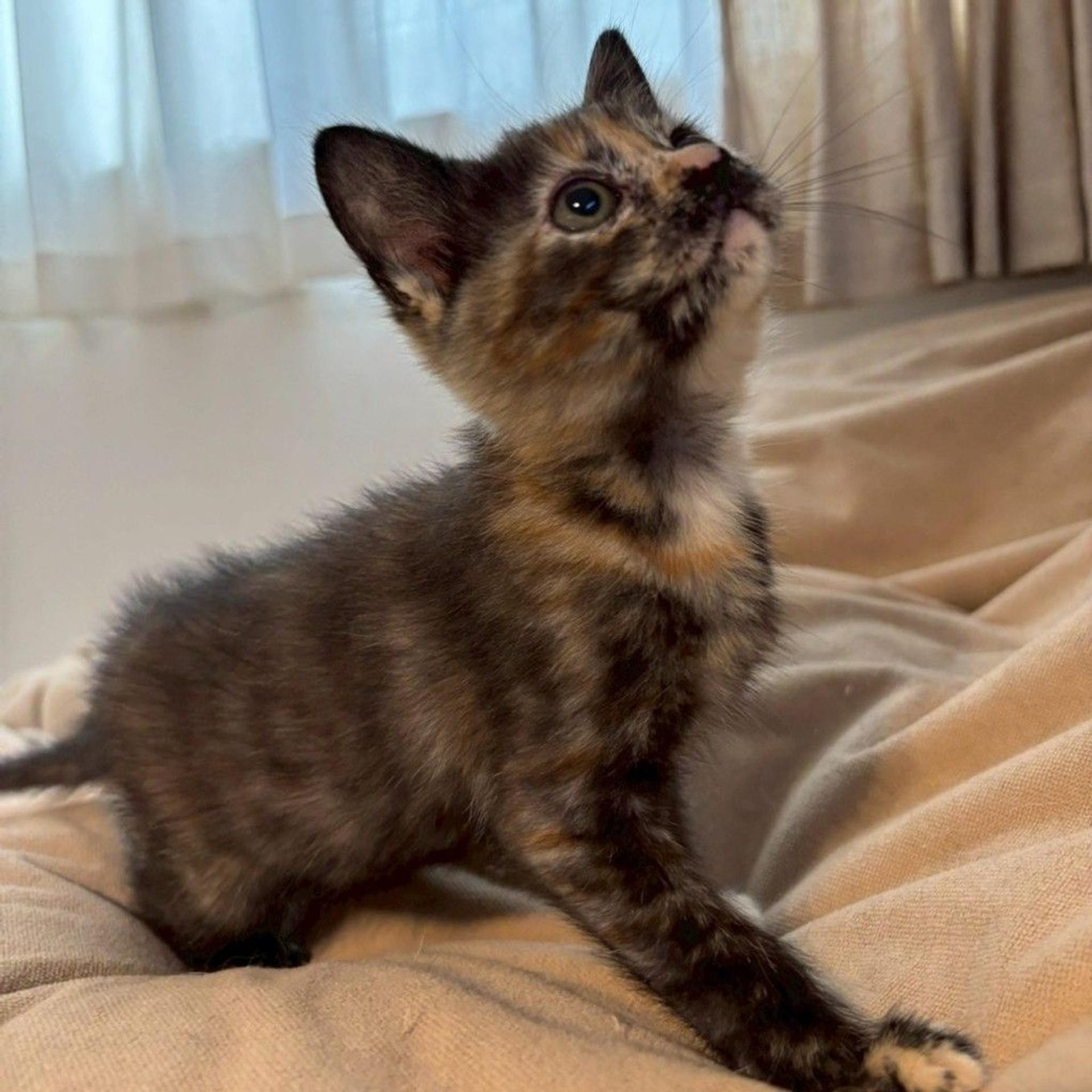 pet-image-7