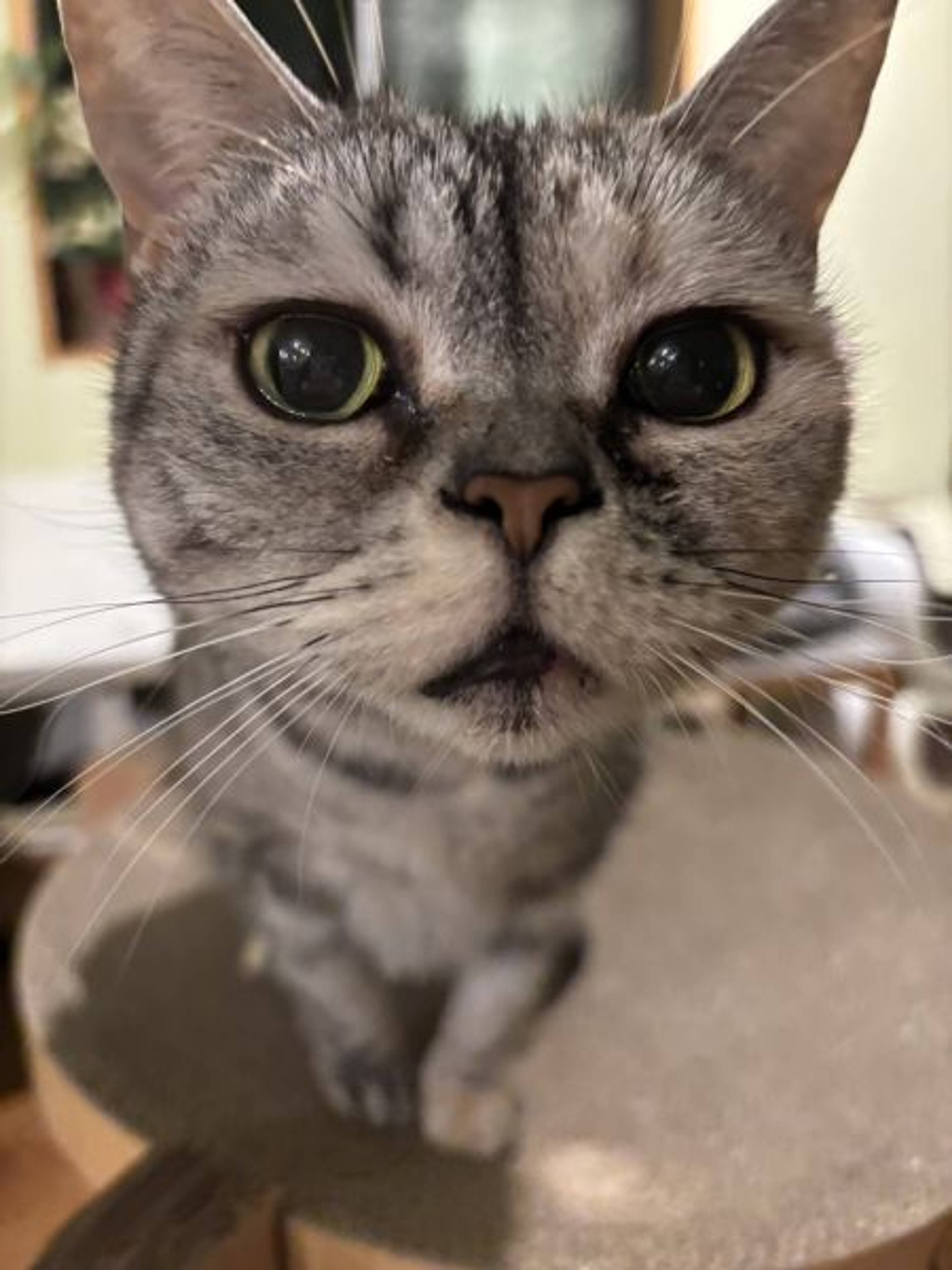 アメリカンショートヘア・メスの里親募集の写真