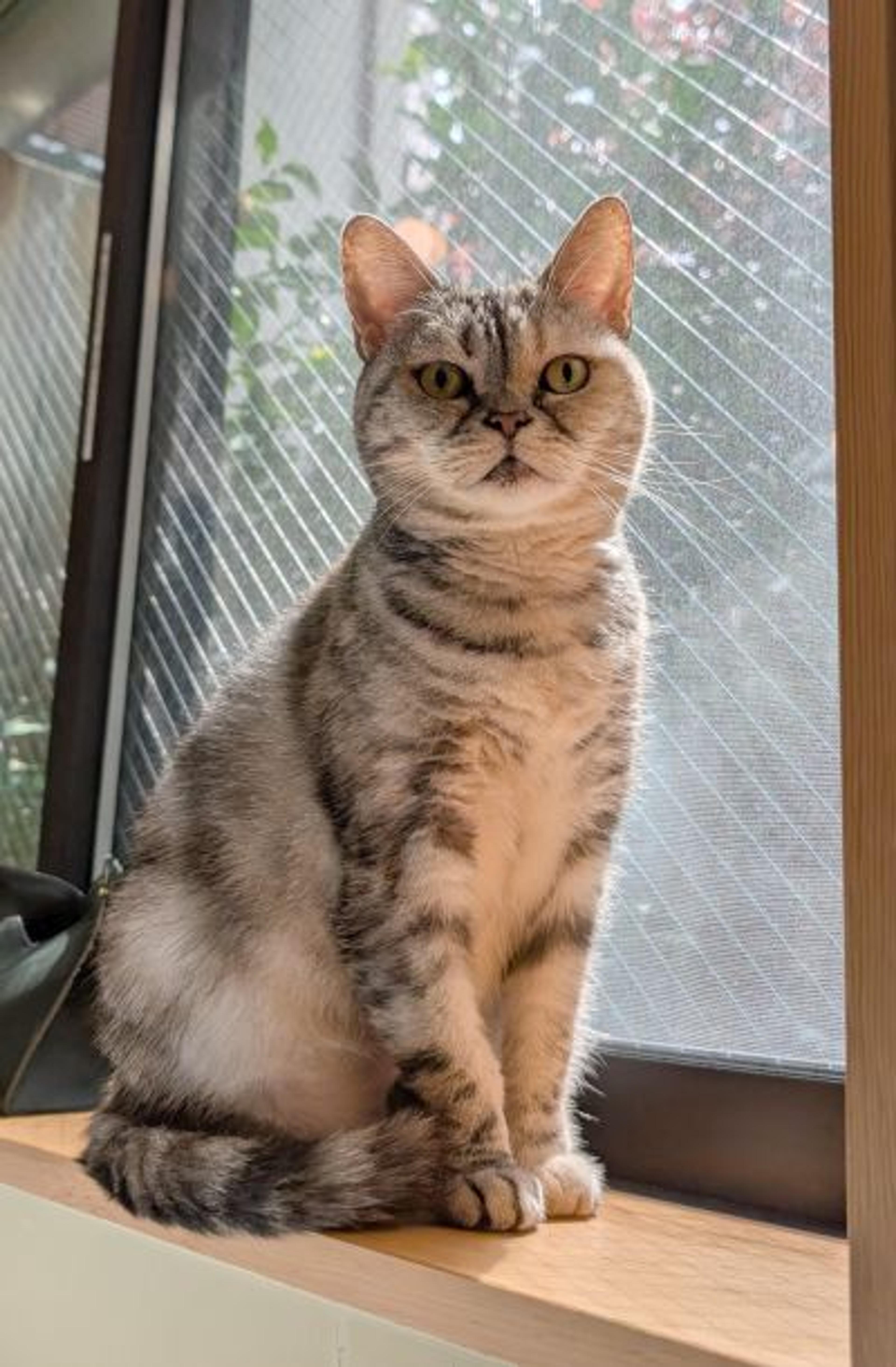 pet-image-3