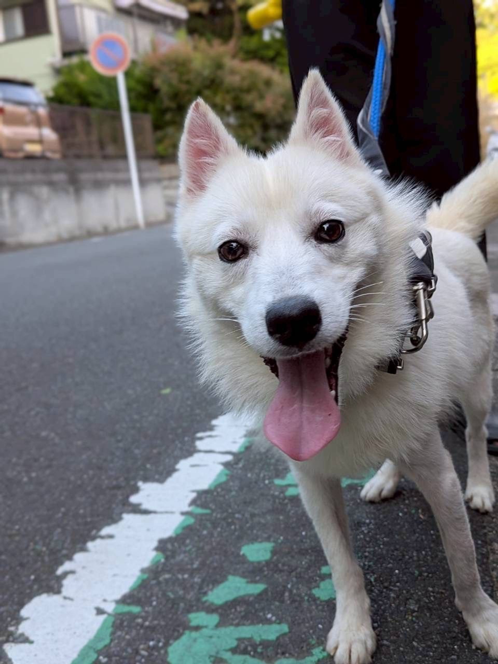 雑種（ミックス犬）・オスの里親募集の写真