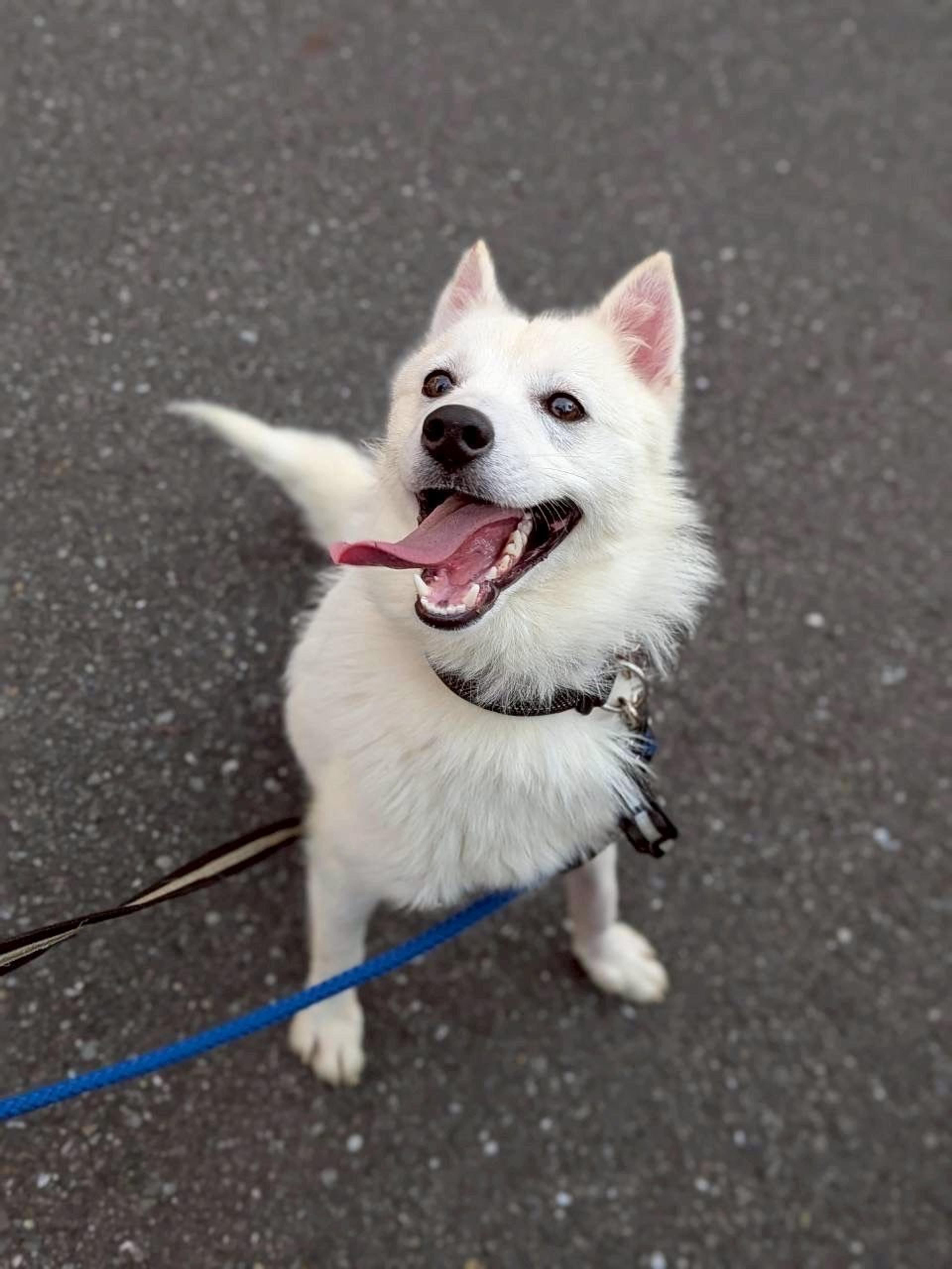 pet-image-5