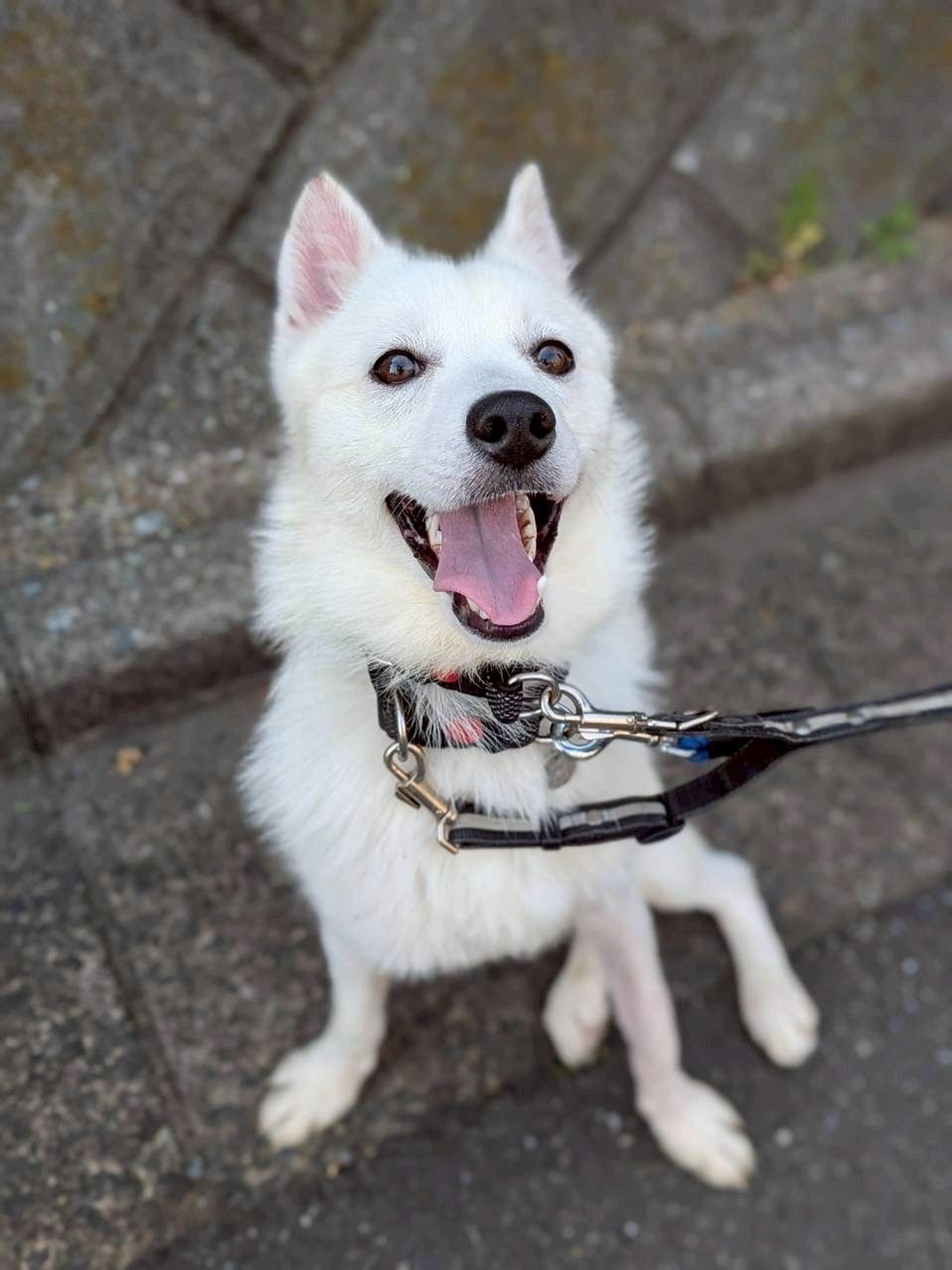 pet-image-6