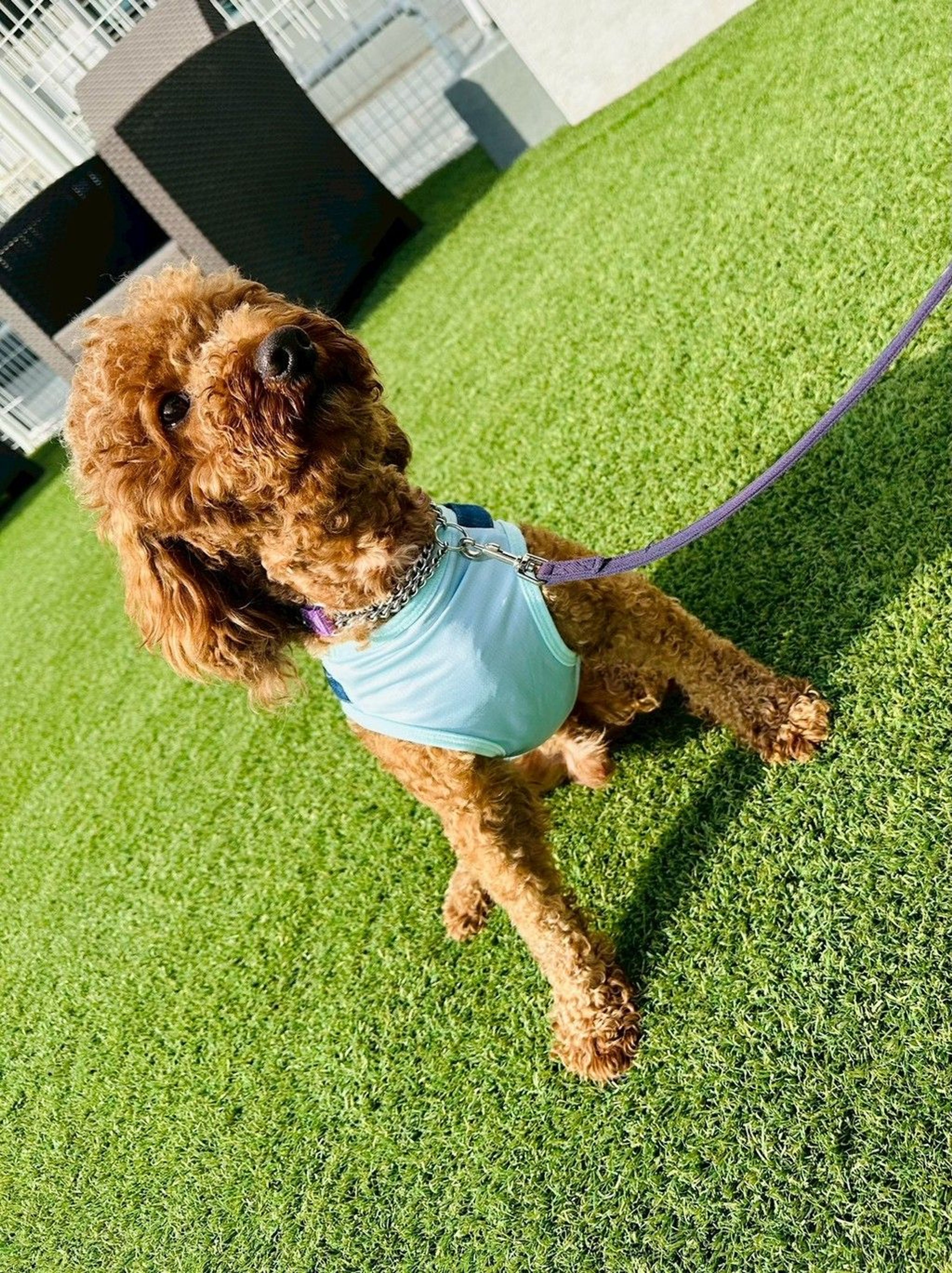 pet-image-3