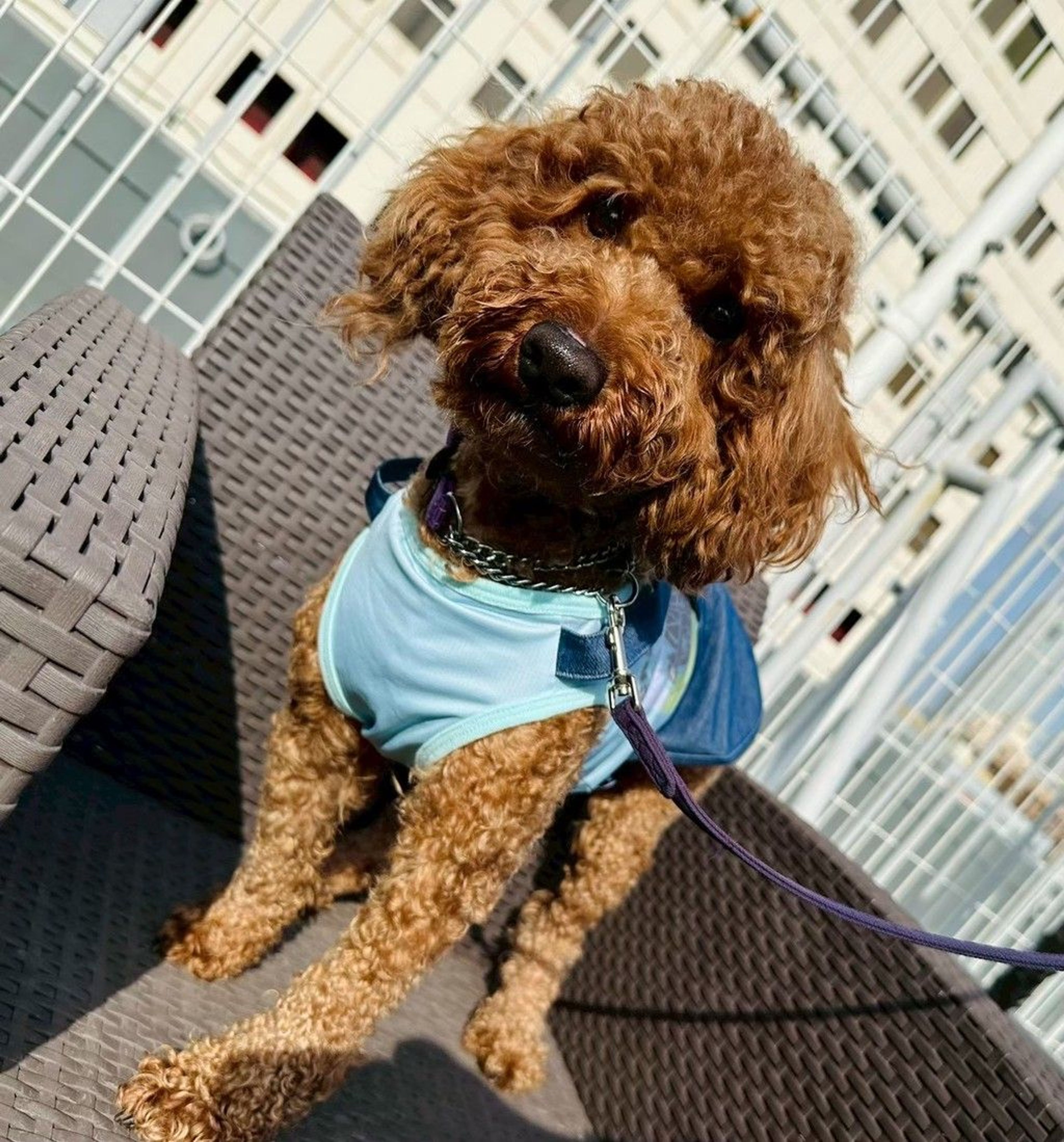 pet-image-4