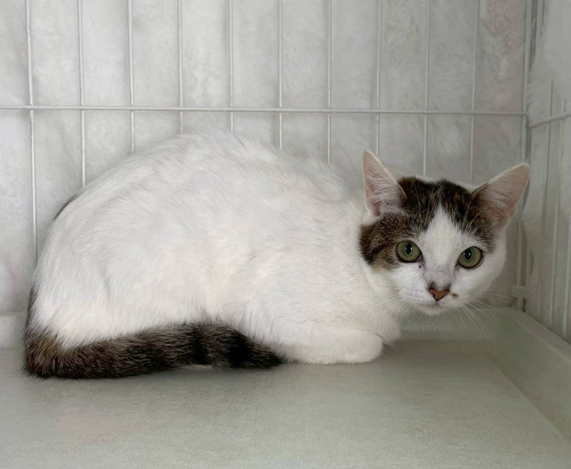 雑種（ミックス猫）・メスの里親募集の写真