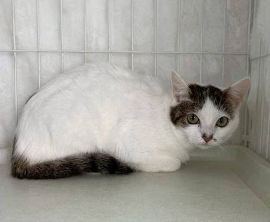 雑種（ミックス猫）・メスの里親募集の写真