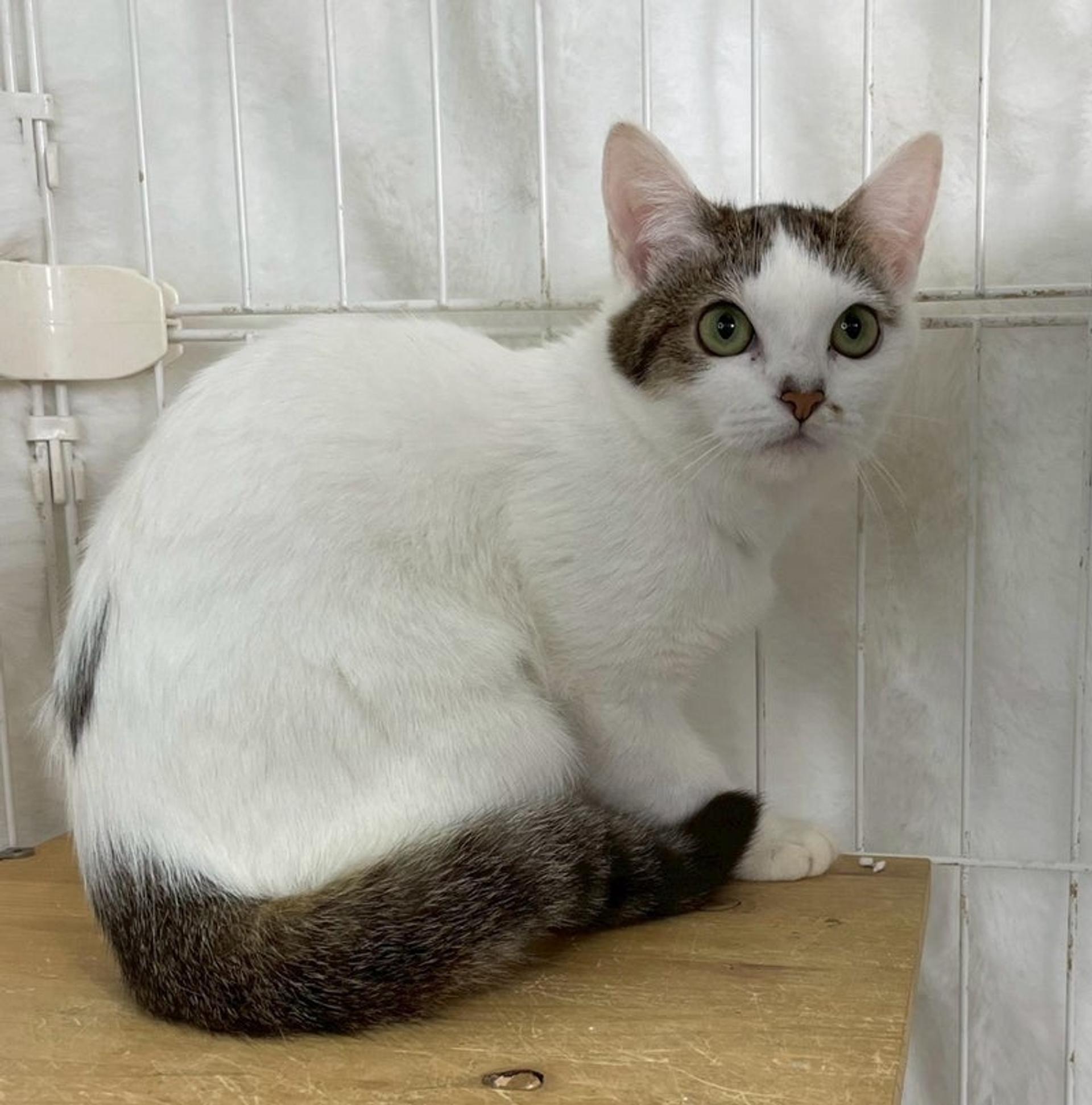 pet-image-2