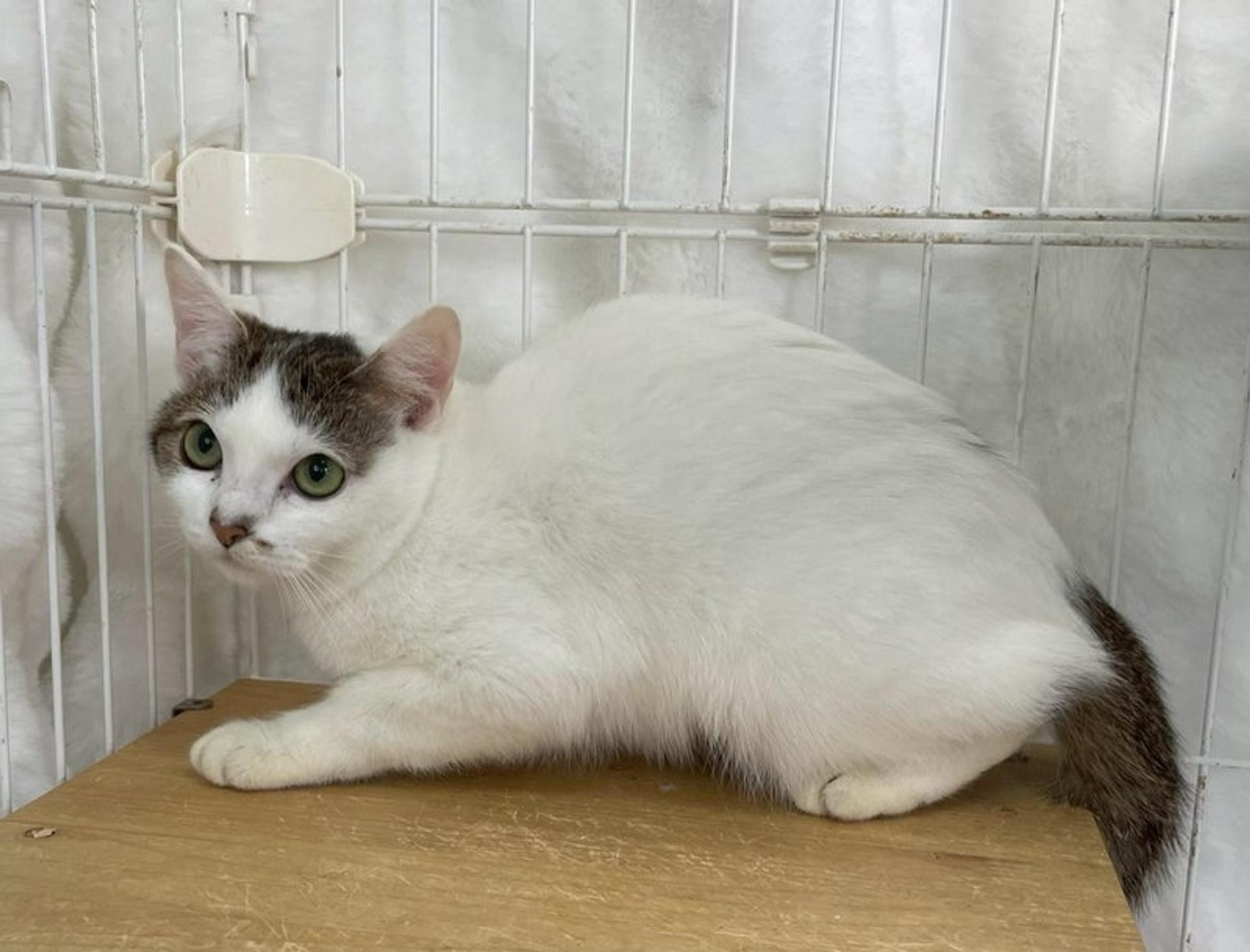 pet-image-3