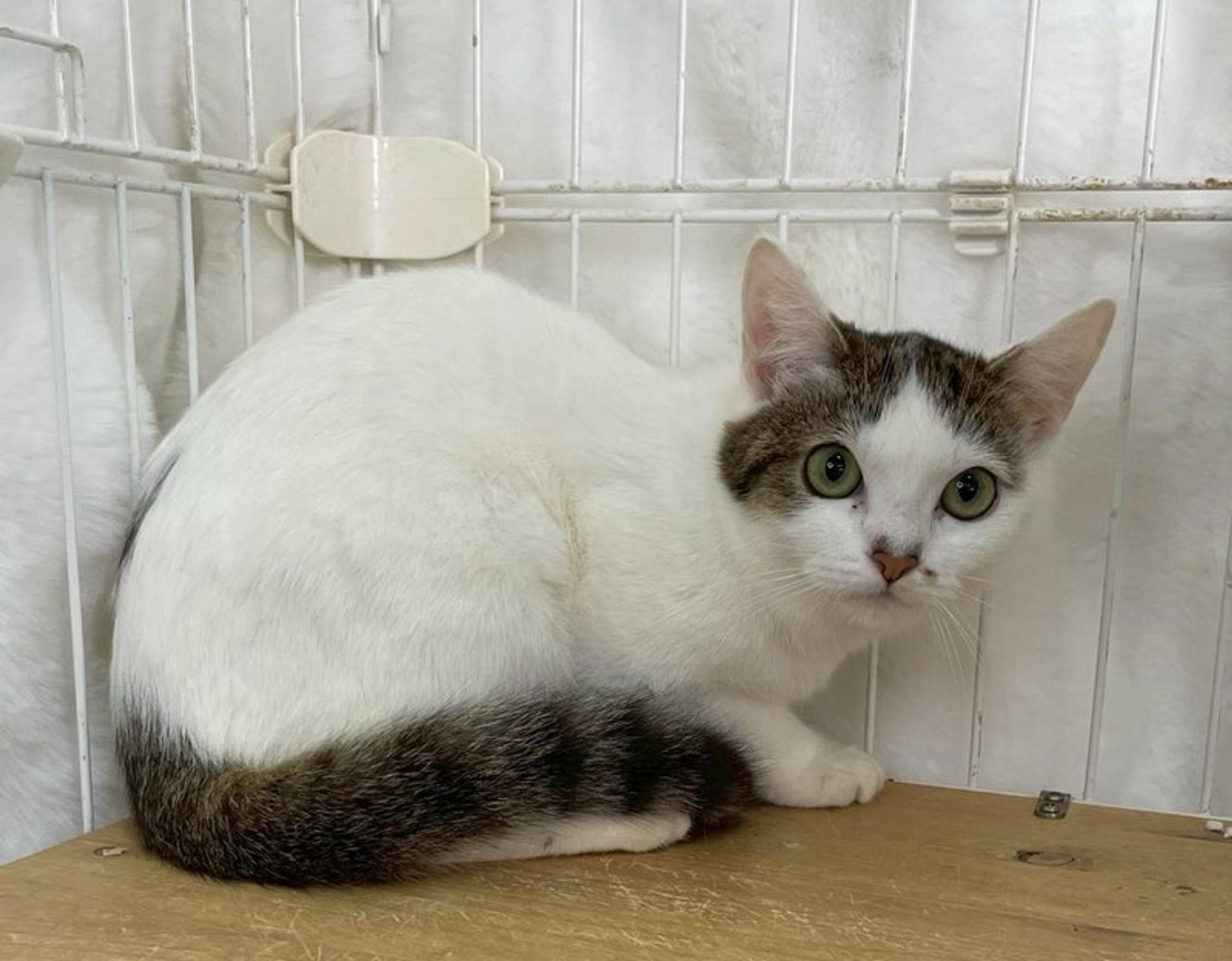 pet-image-4