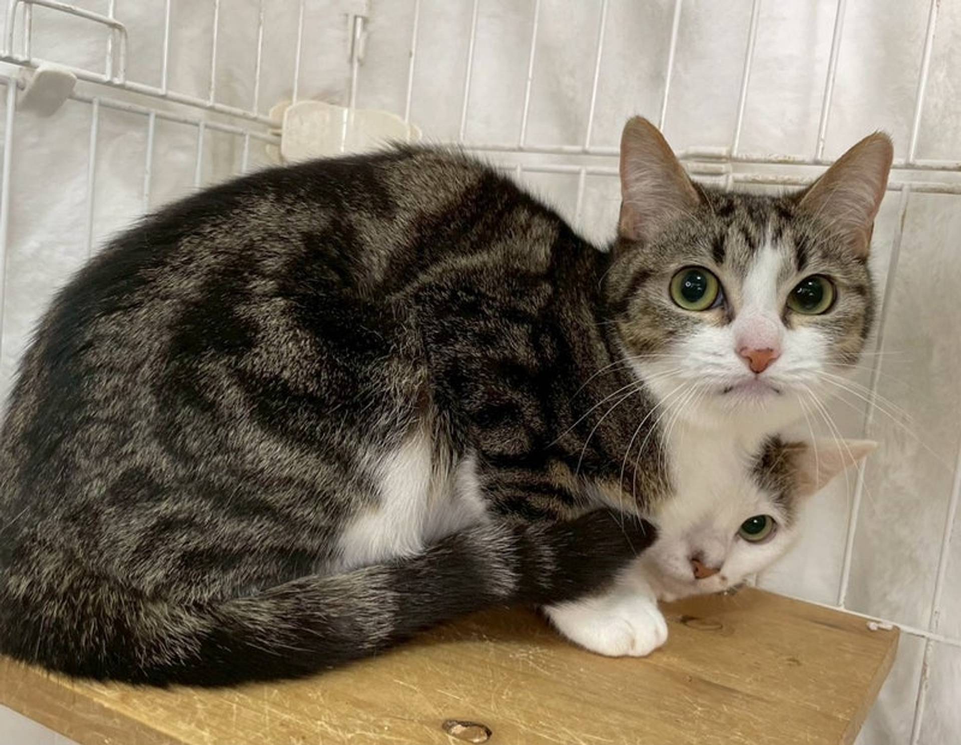 雑種（ミックス猫）・メスの里親募集の写真