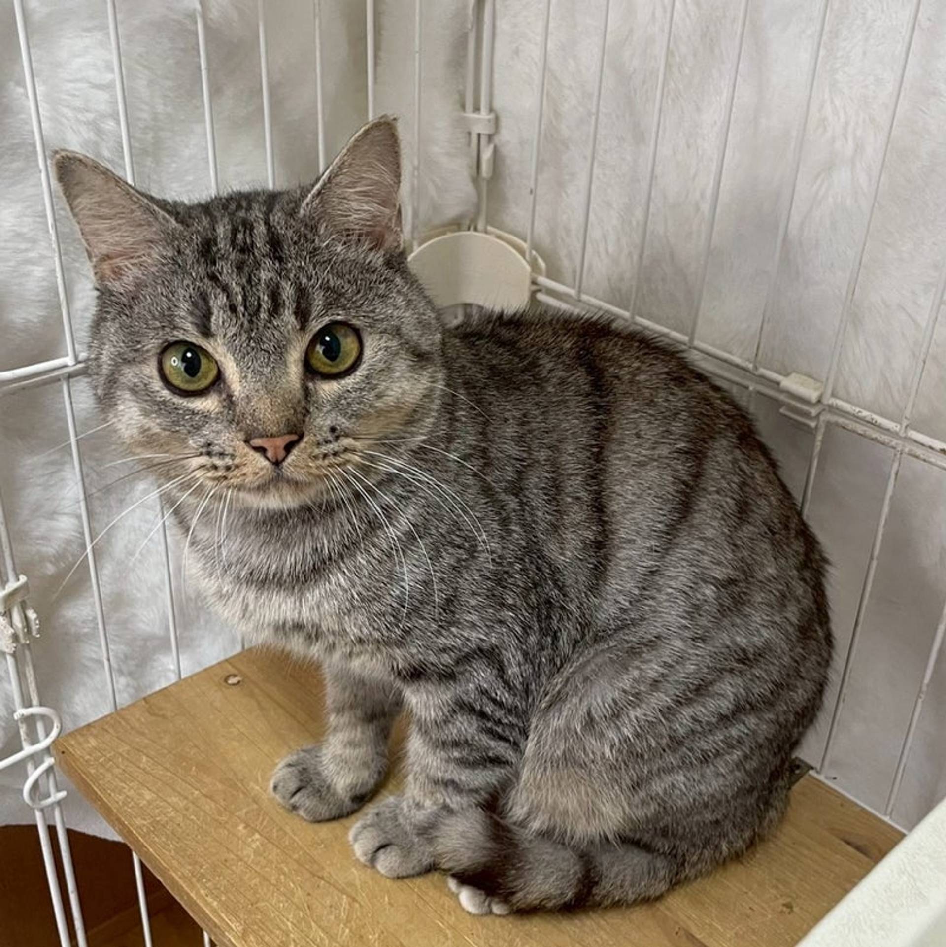 雑種（ミックス猫）・オスの里親募集の写真