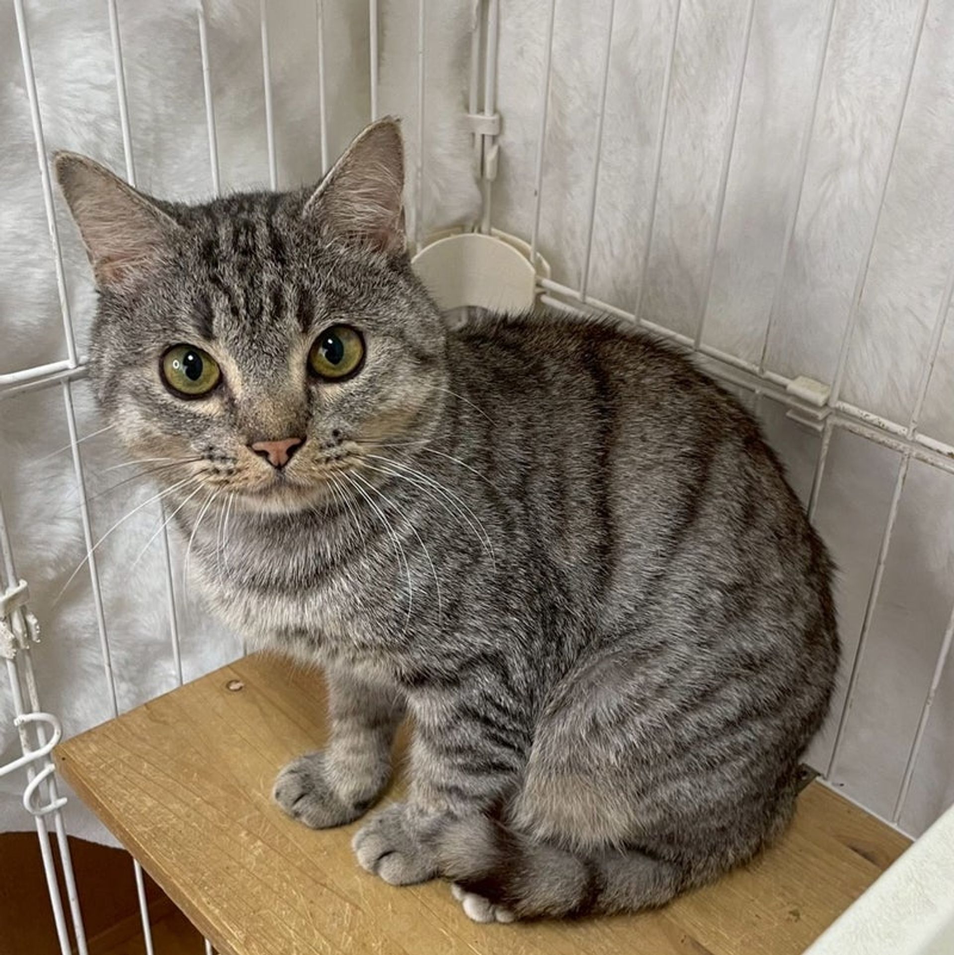 雑種（ミックス猫）・オスの里親募集の写真