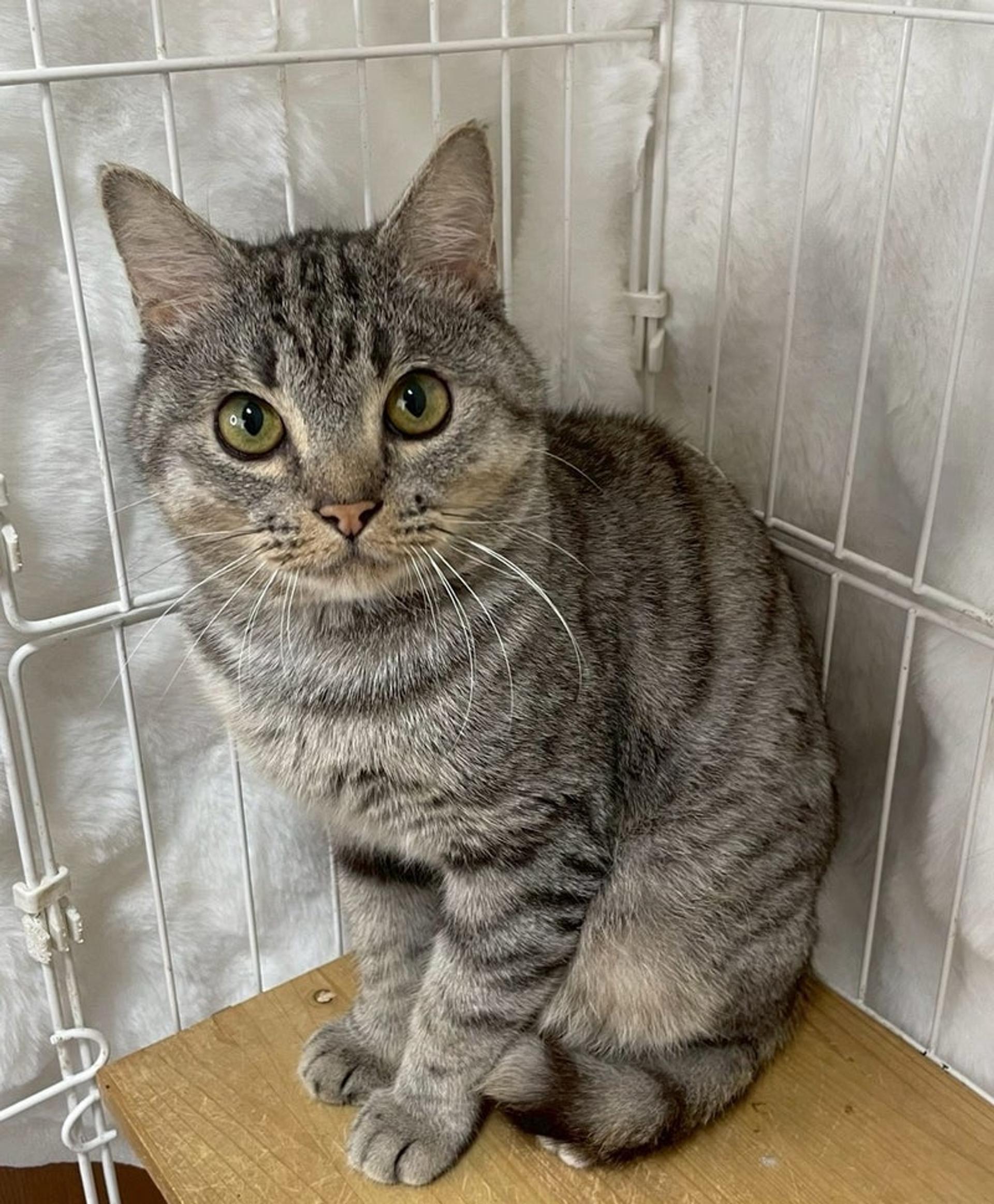pet-image-2