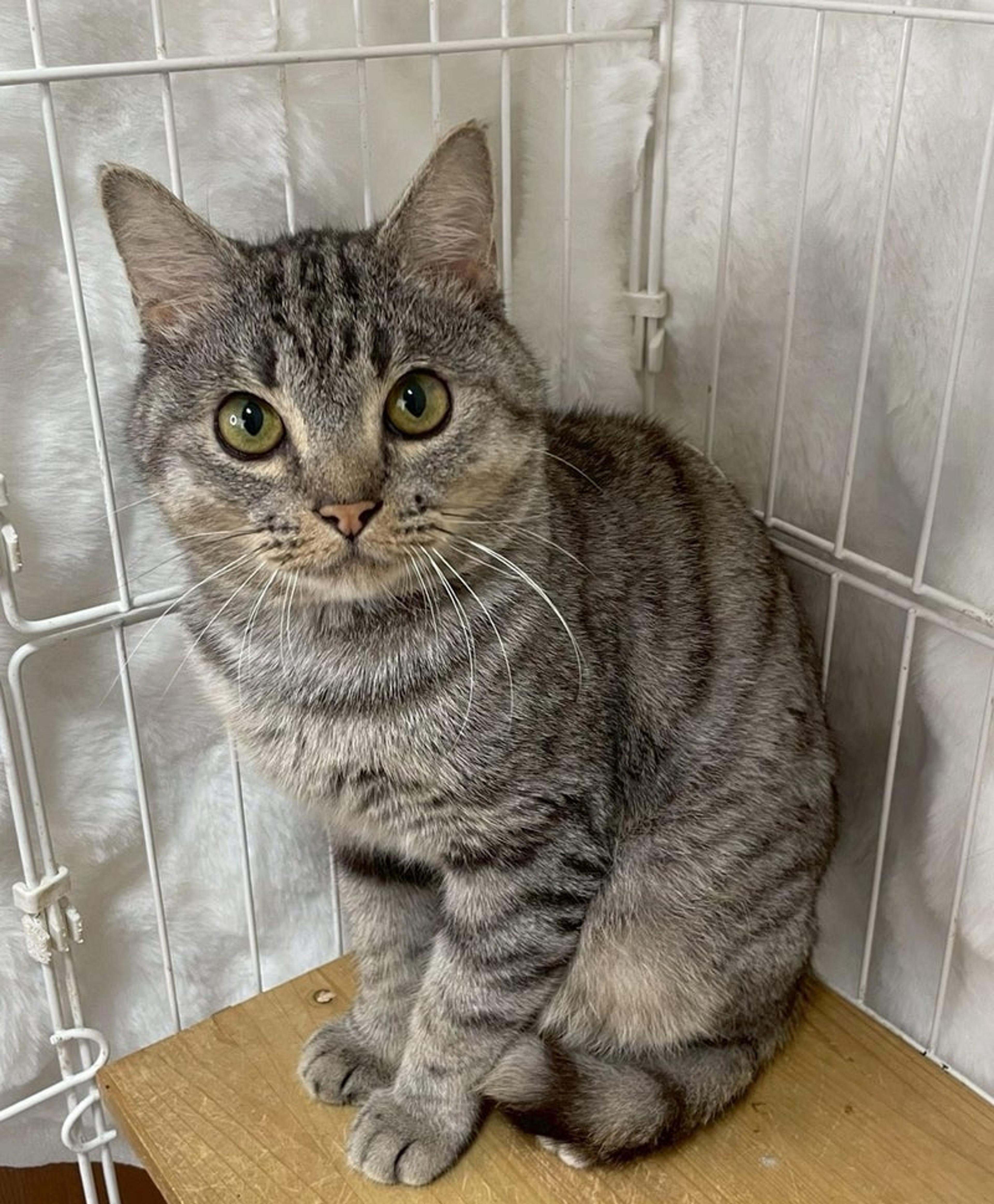 pet-image-2