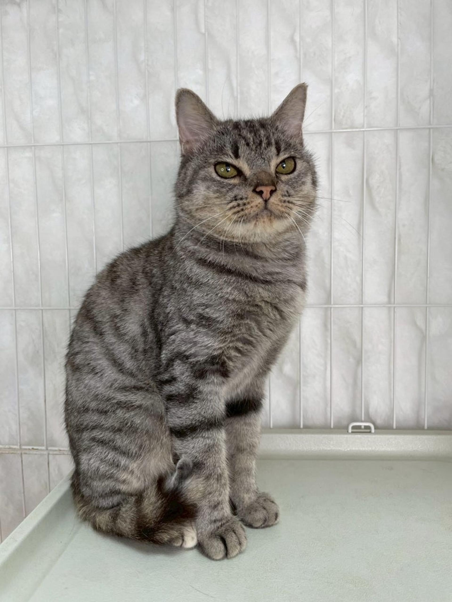 pet-image-4