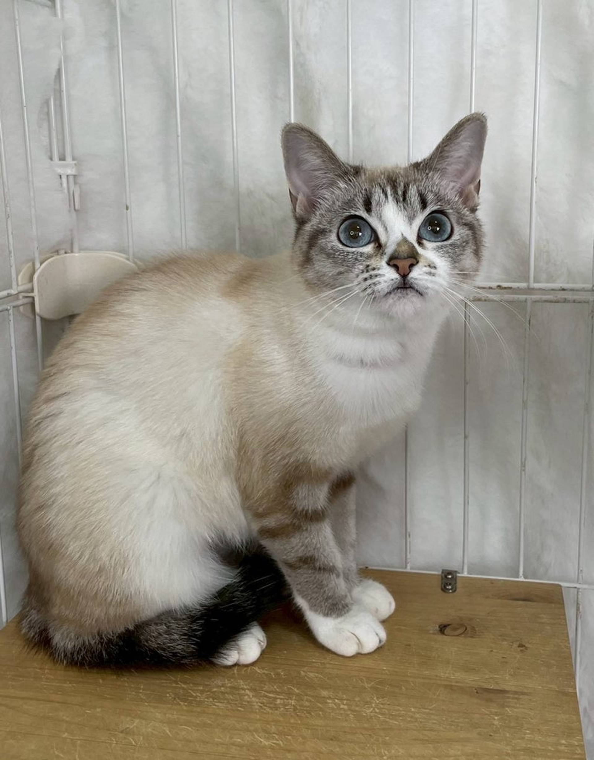 雑種（ミックス猫）・メスの里親募集の写真