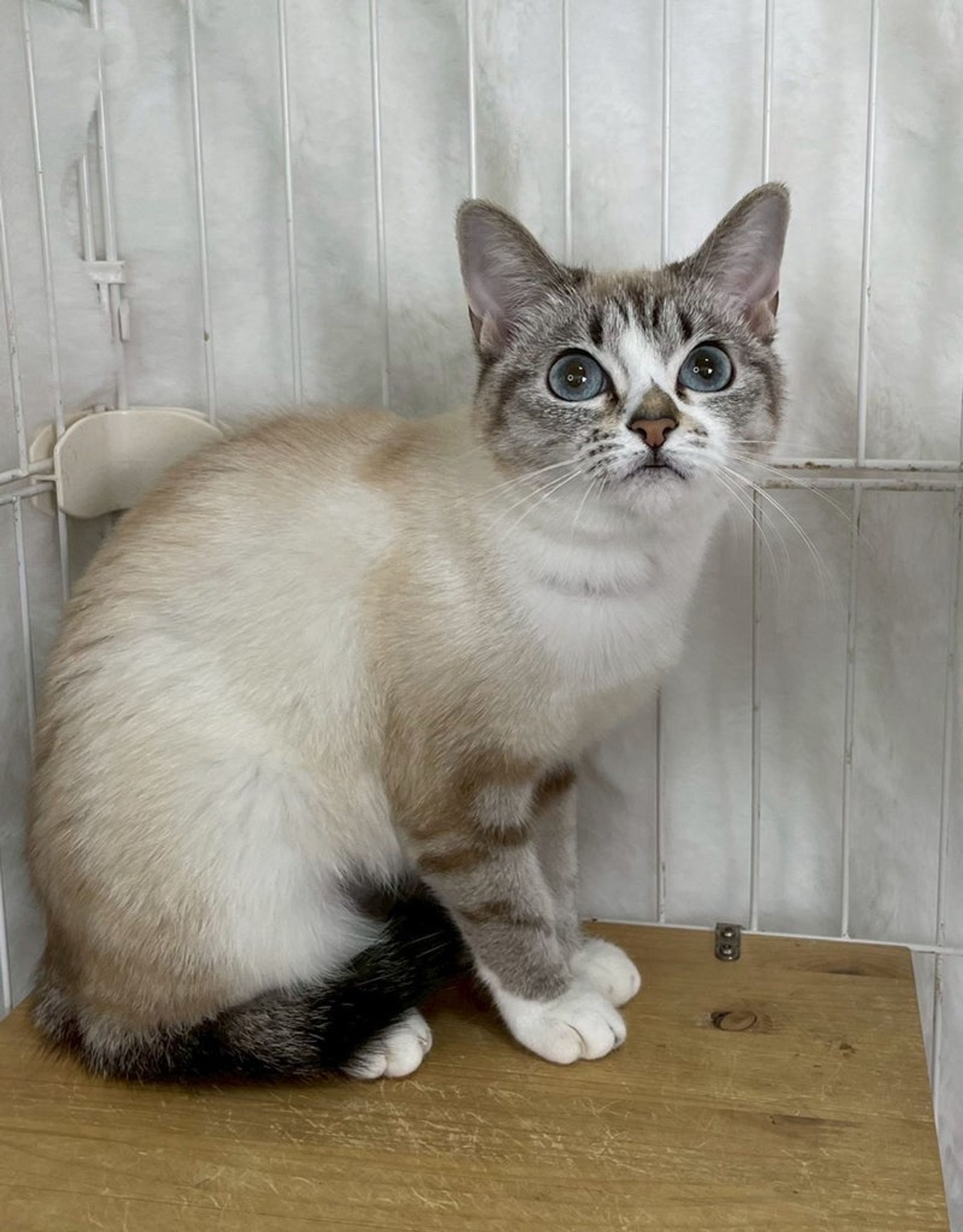 雑種（ミックス猫）・メスの里親募集の写真