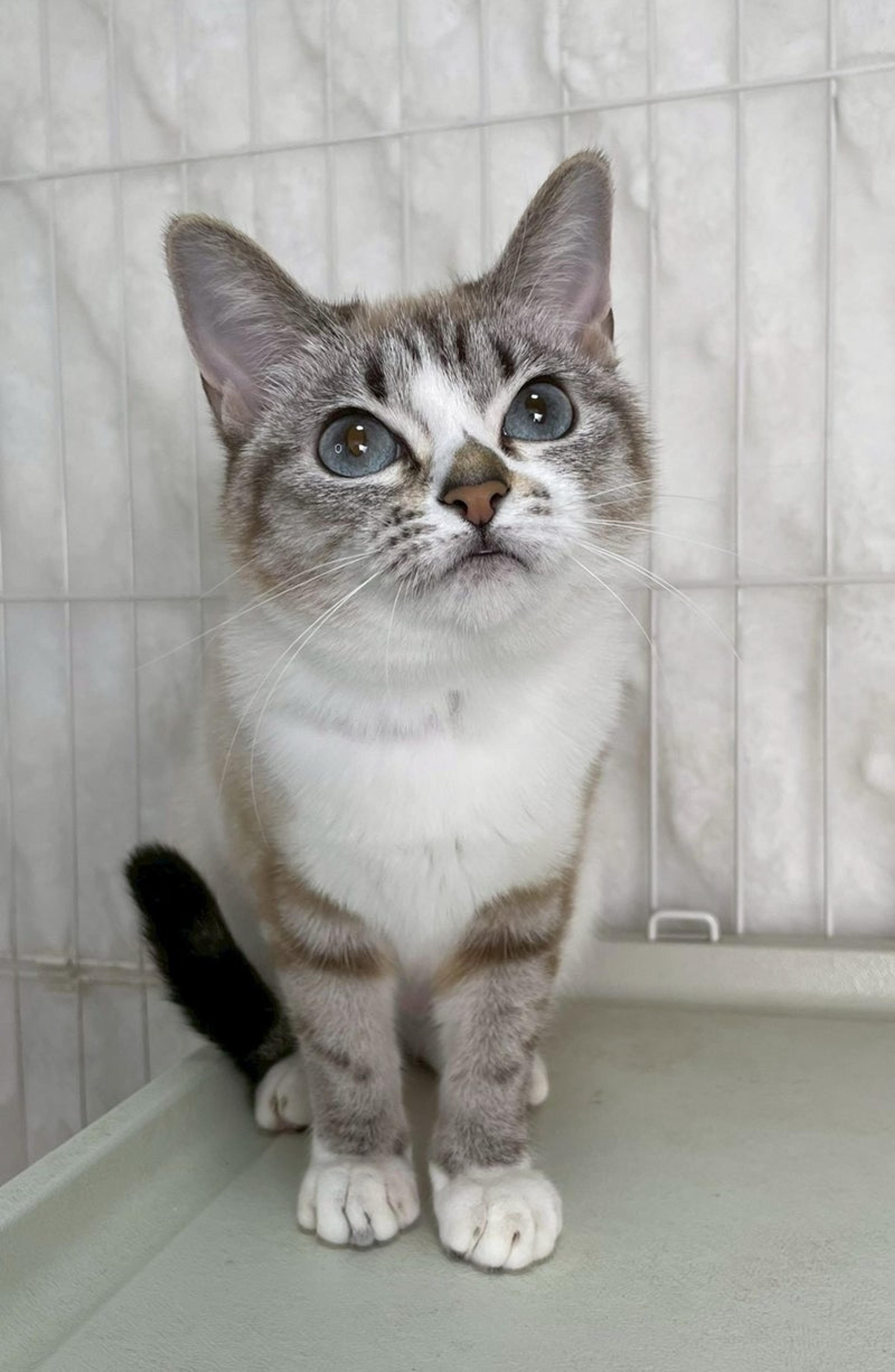 pet-image-2