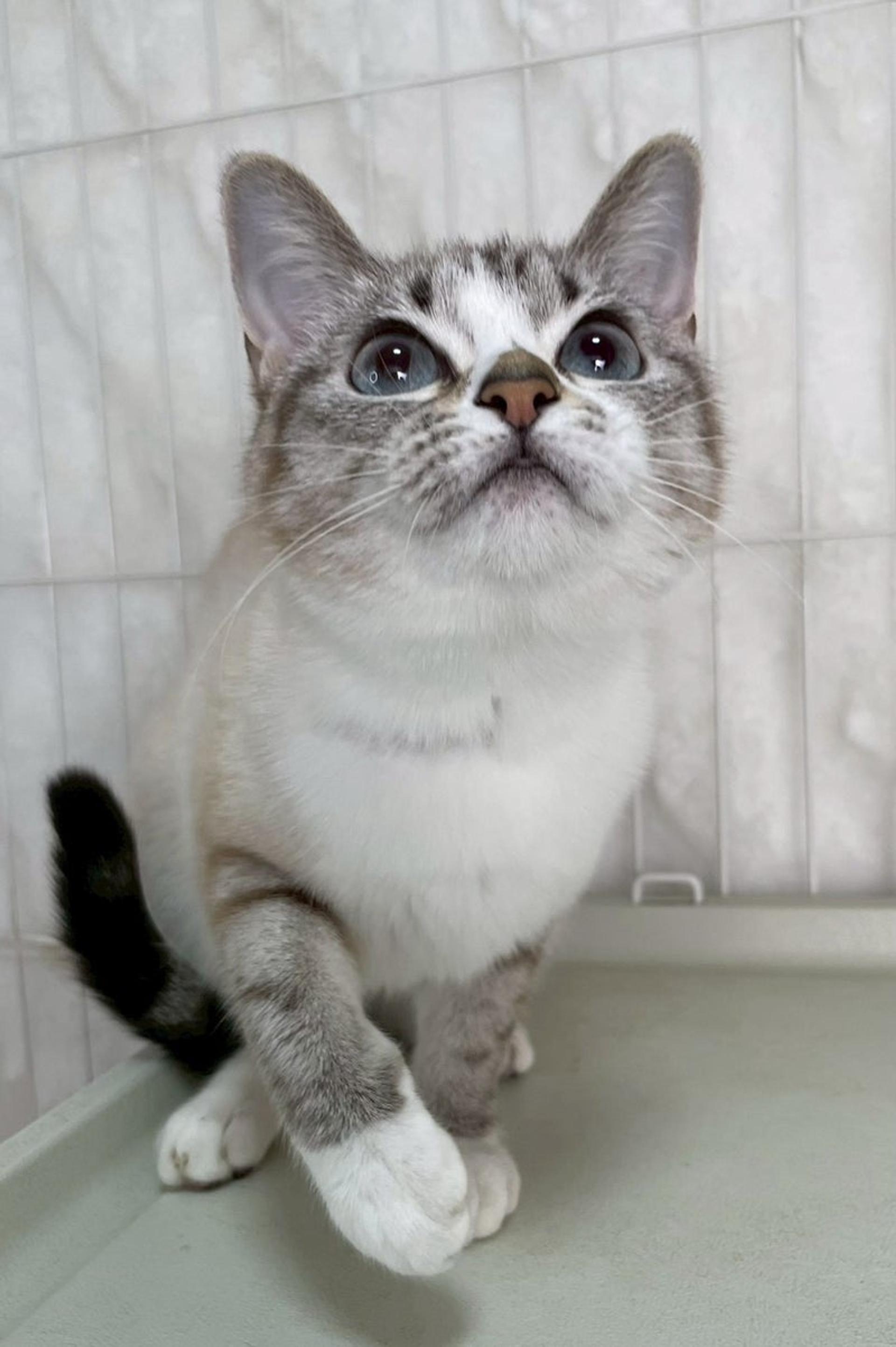 pet-image-4
