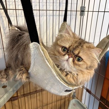 ペルシャ・オスの里親募集の写真