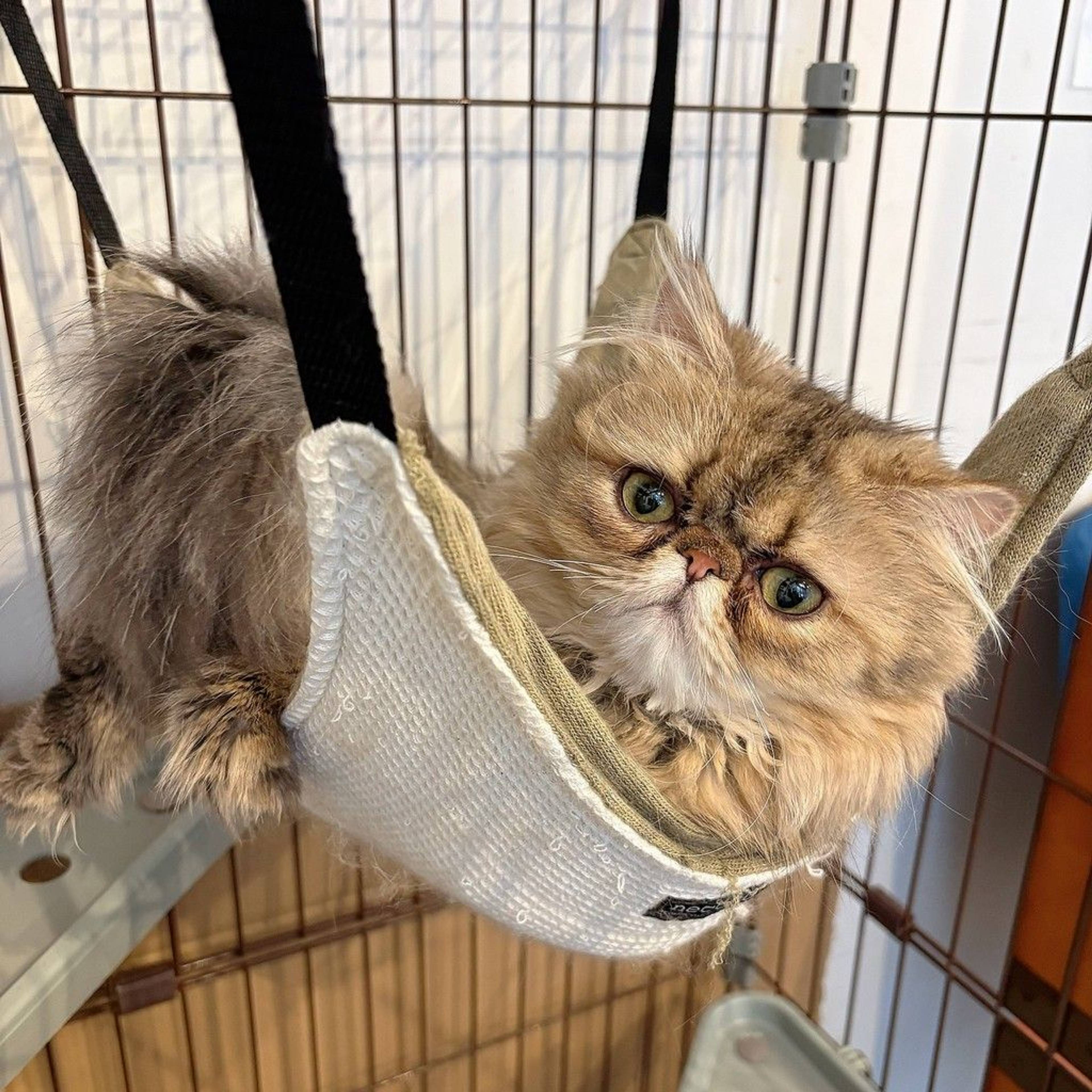 ペルシャ・オスの里親募集の写真