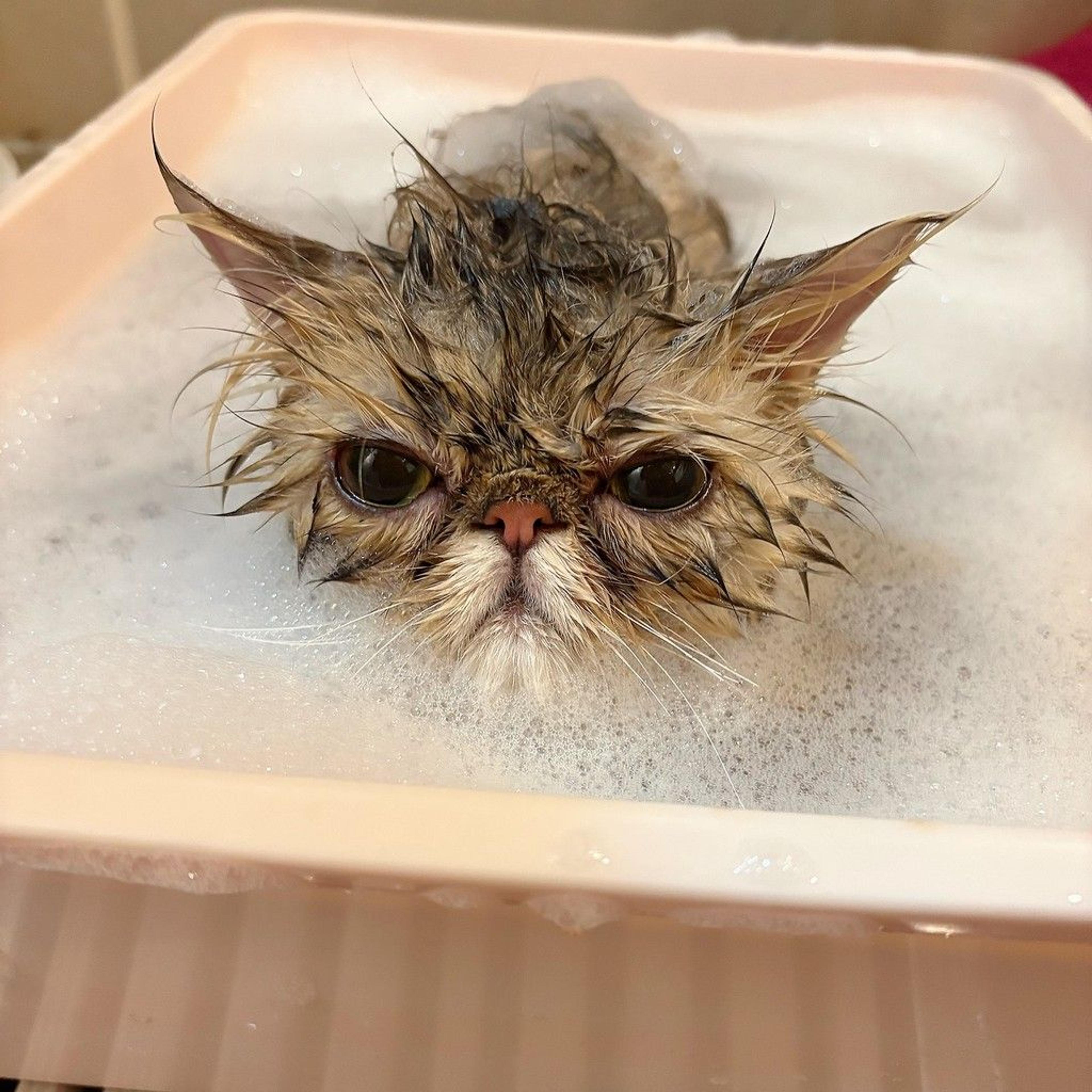 pet-image-2