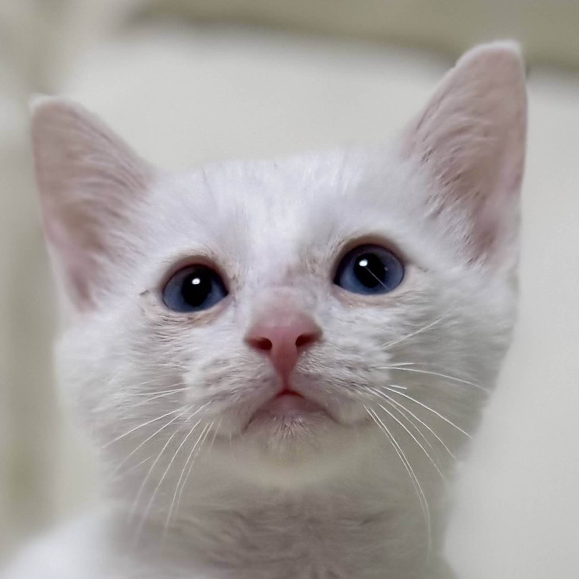 雑種（ミックス猫）・オスの里親募集の写真