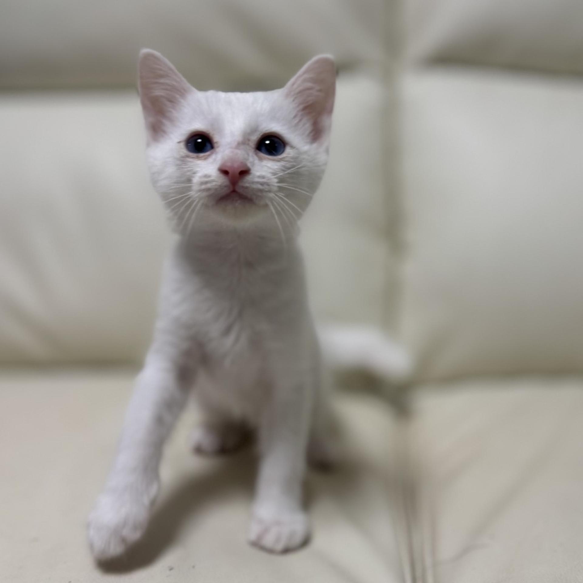pet-image-3