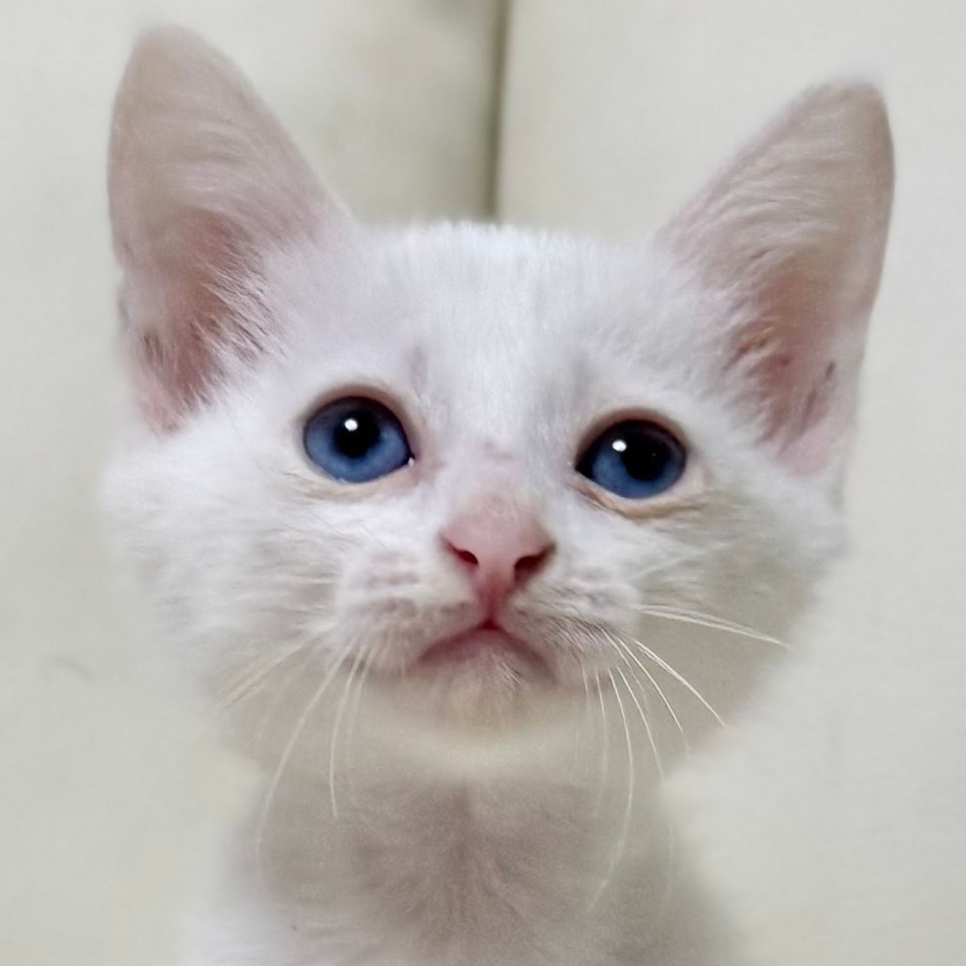 雑種（ミックス猫）・メスの里親募集の写真