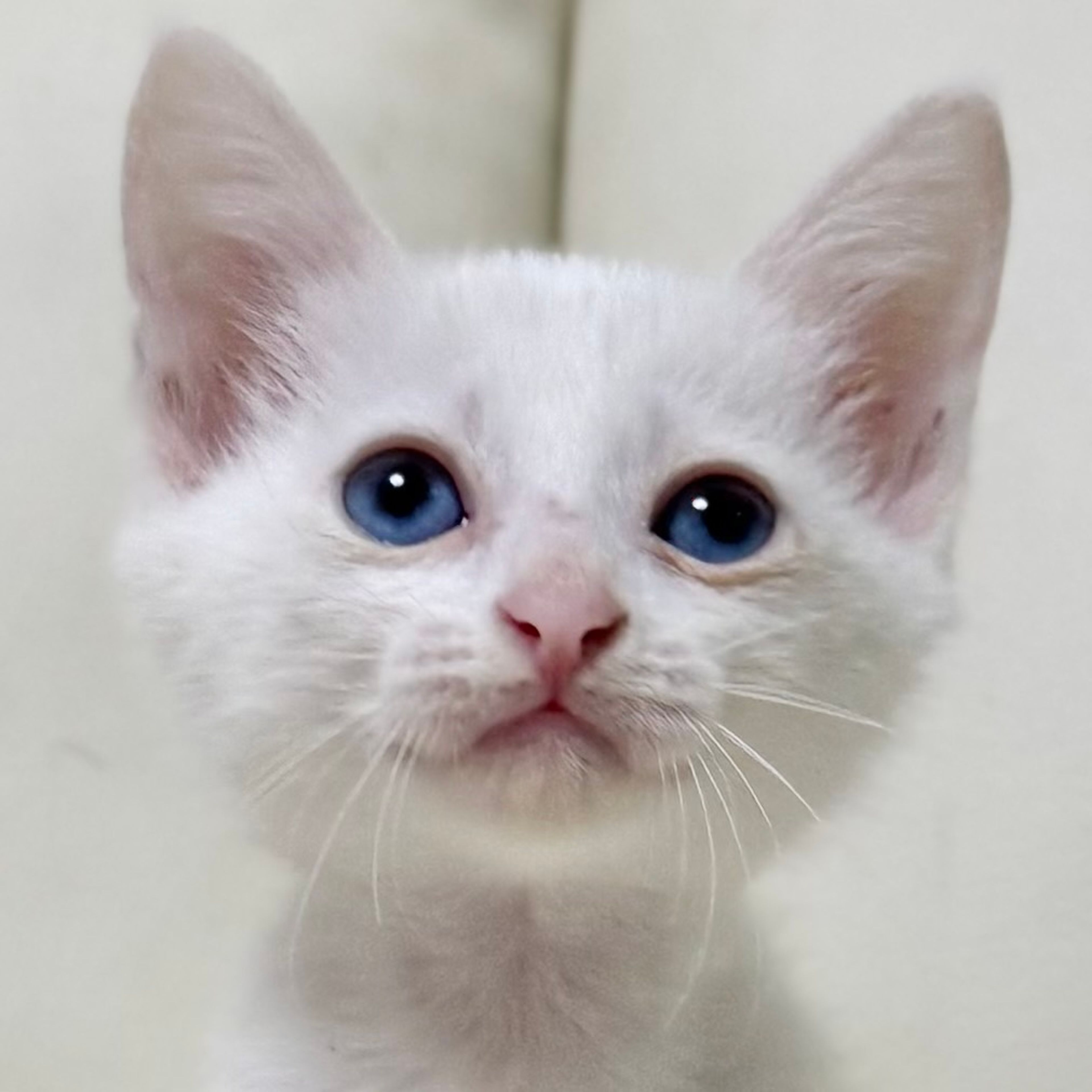雑種（ミックス猫）・メスの里親募集の写真