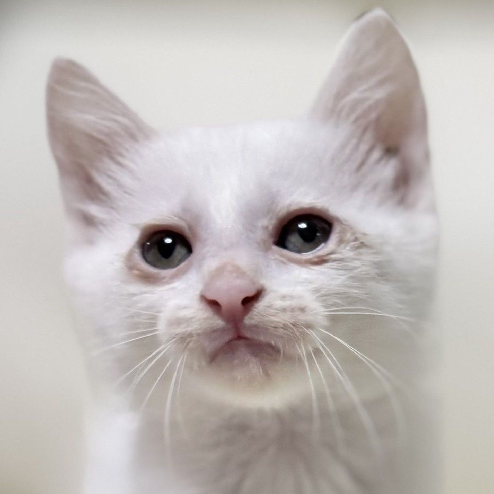 雑種（ミックス猫）・メスの里親募集の写真