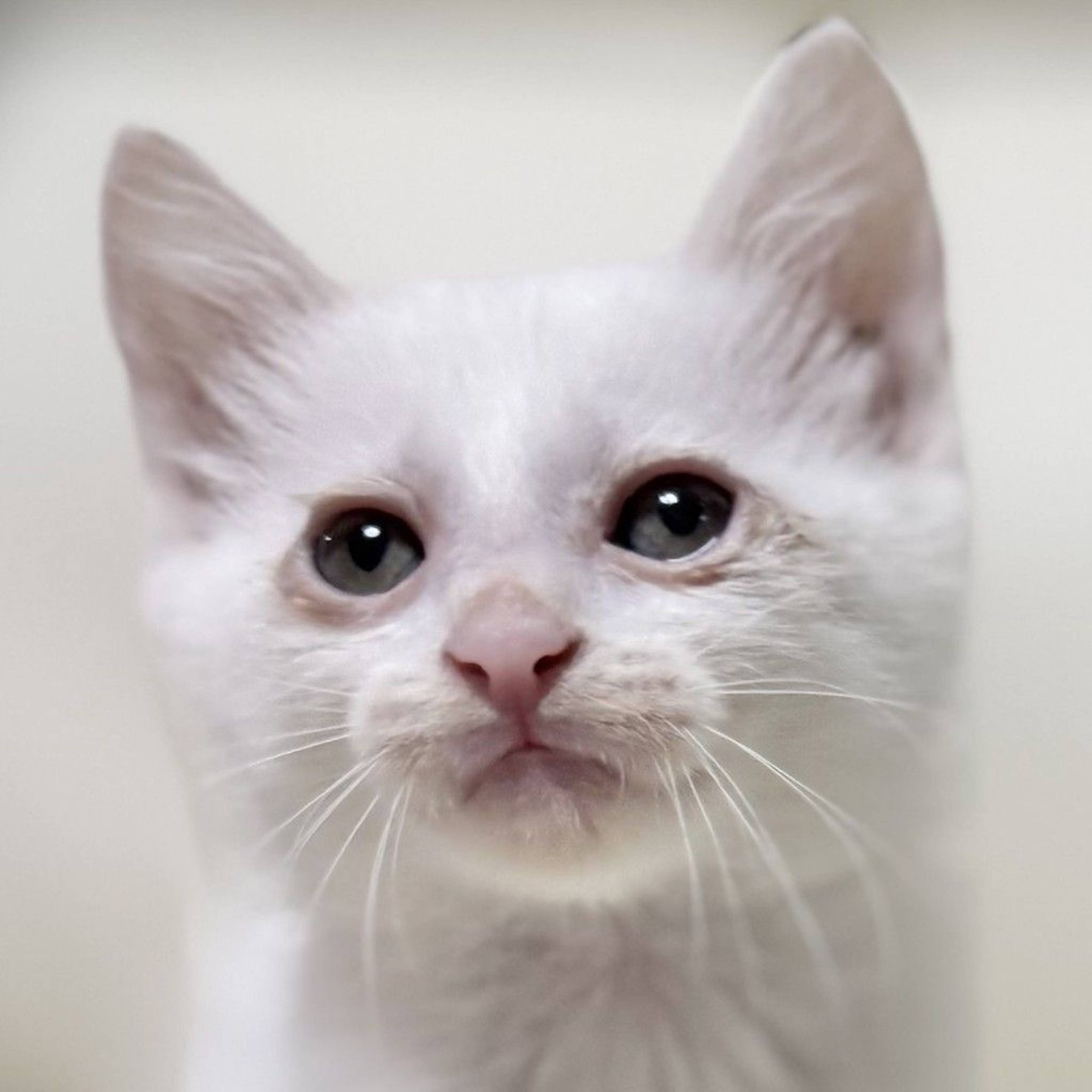 雑種（ミックス猫）・メスの里親募集の写真