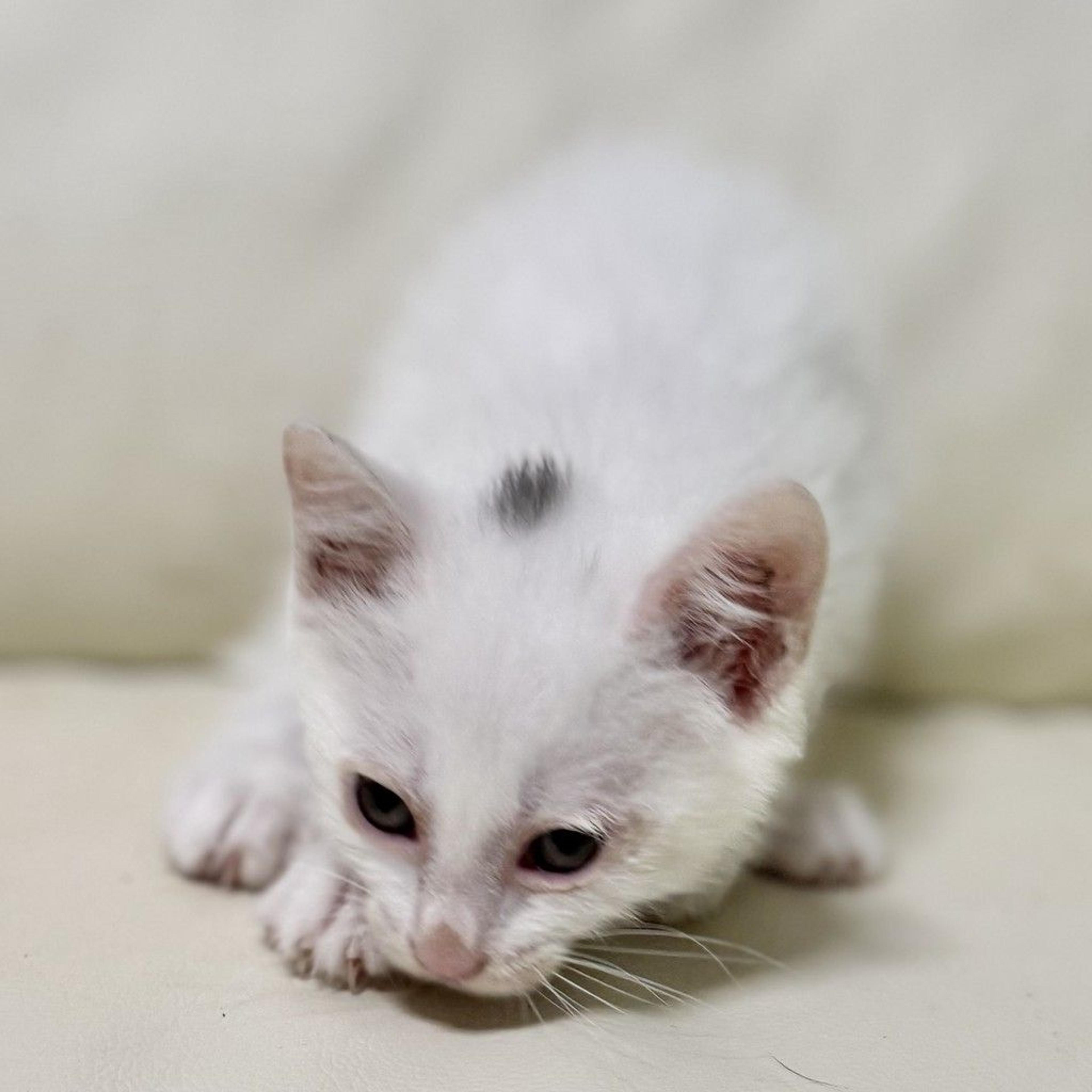 pet-image-4