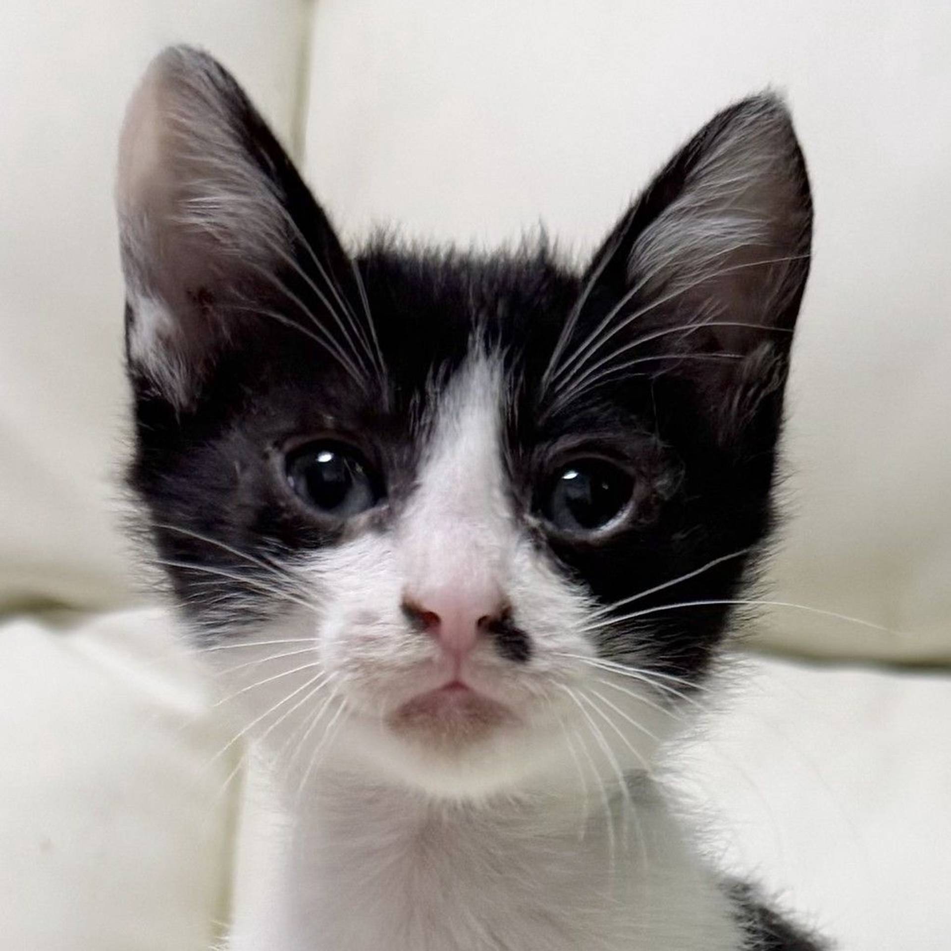 雑種（ミックス猫）・オスの里親募集の写真