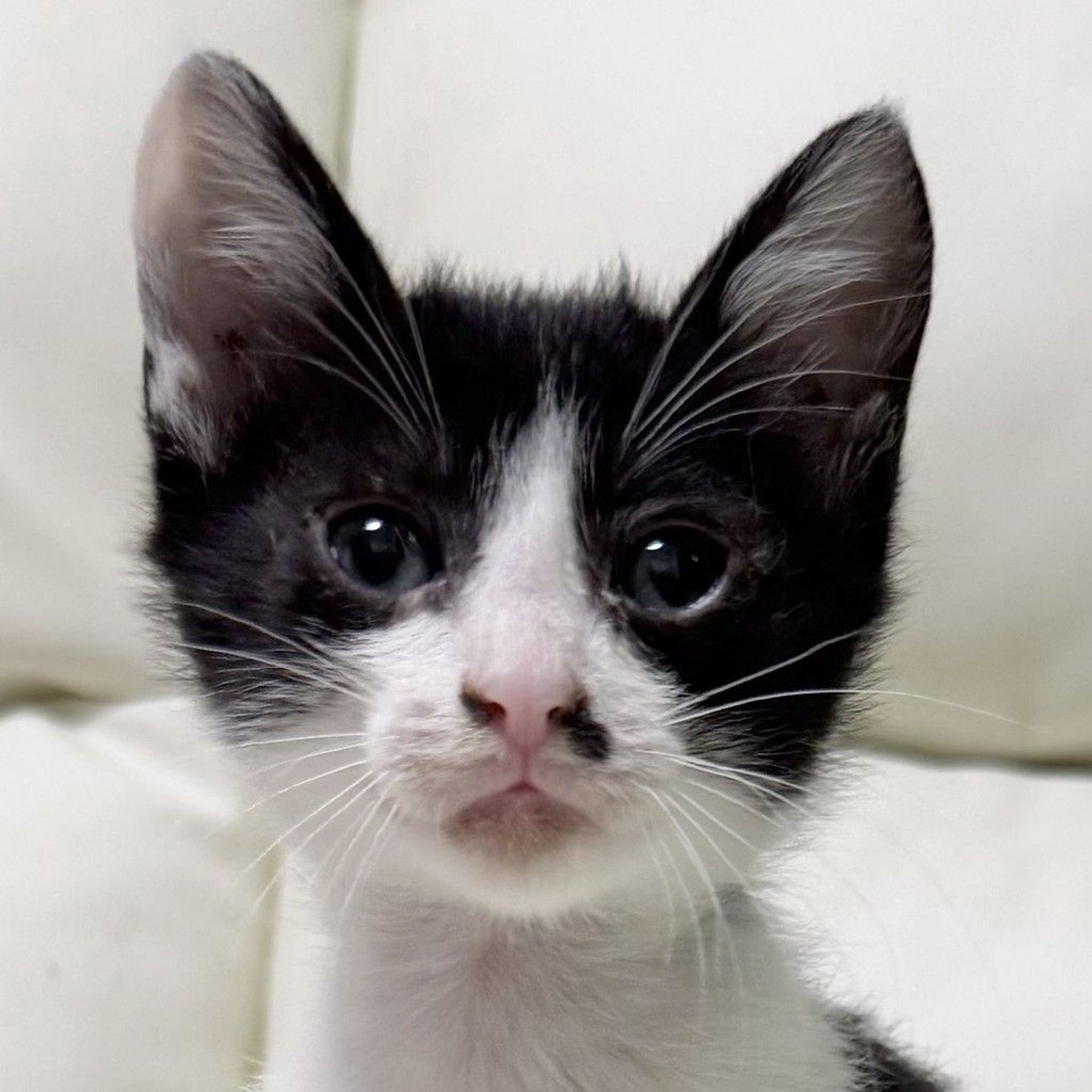 雑種（ミックス猫）・オスの里親募集の写真