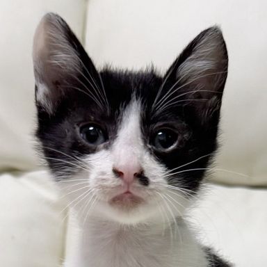 雑種（ミックス猫）・オスの里親募集の写真