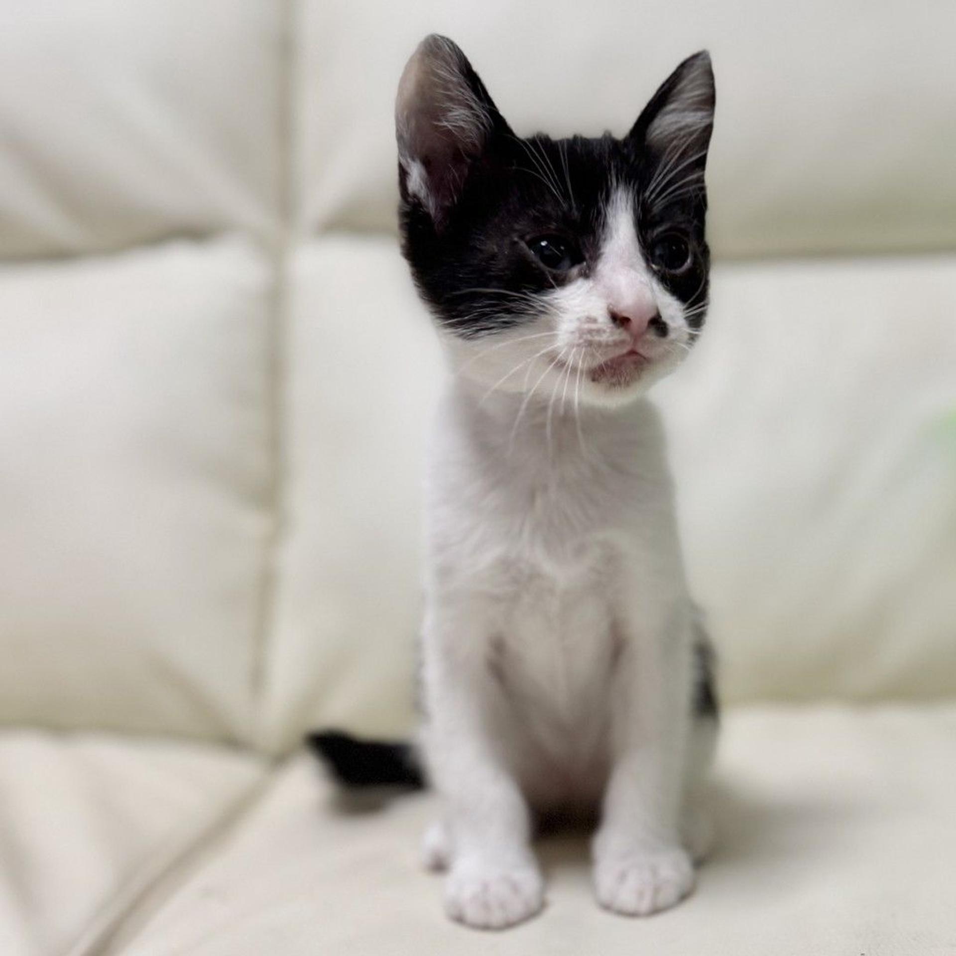 pet-image-2