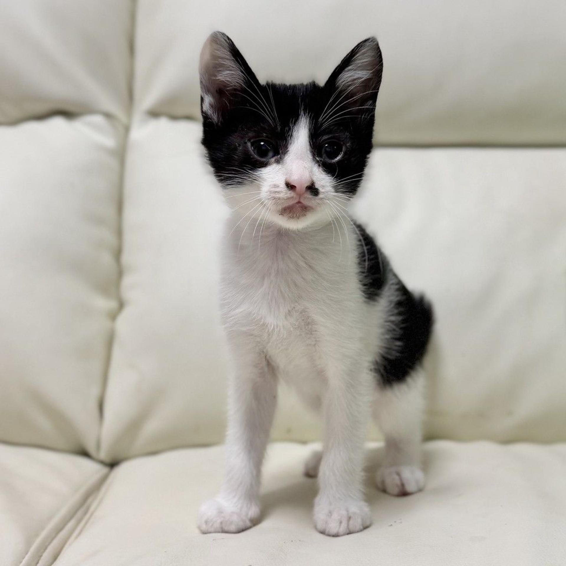 pet-image-3