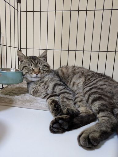 雑種（ミックス猫）・オスの里親募集の写真