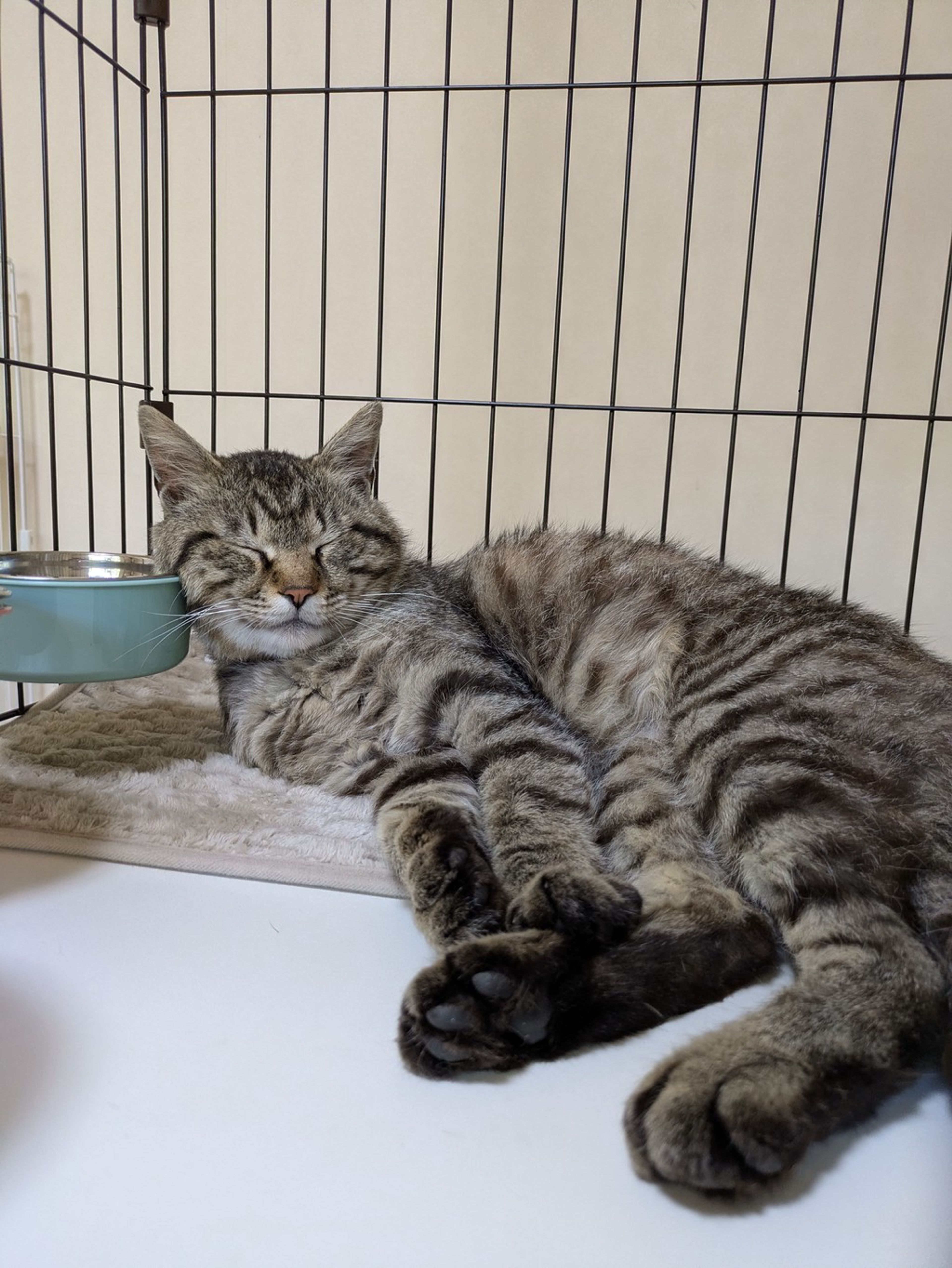雑種（ミックス猫）・オスの里親募集の写真