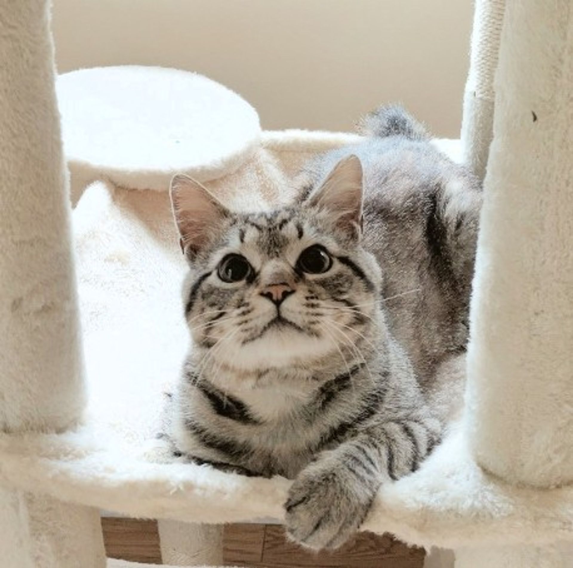 雑種（ミックス猫）・オスの里親募集の写真