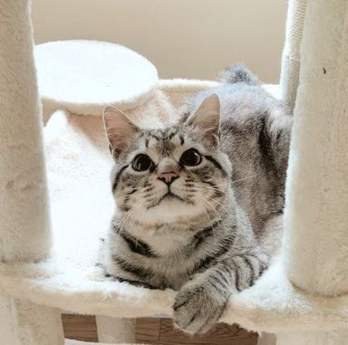 雑種（ミックス猫）・オスの里親募集の写真