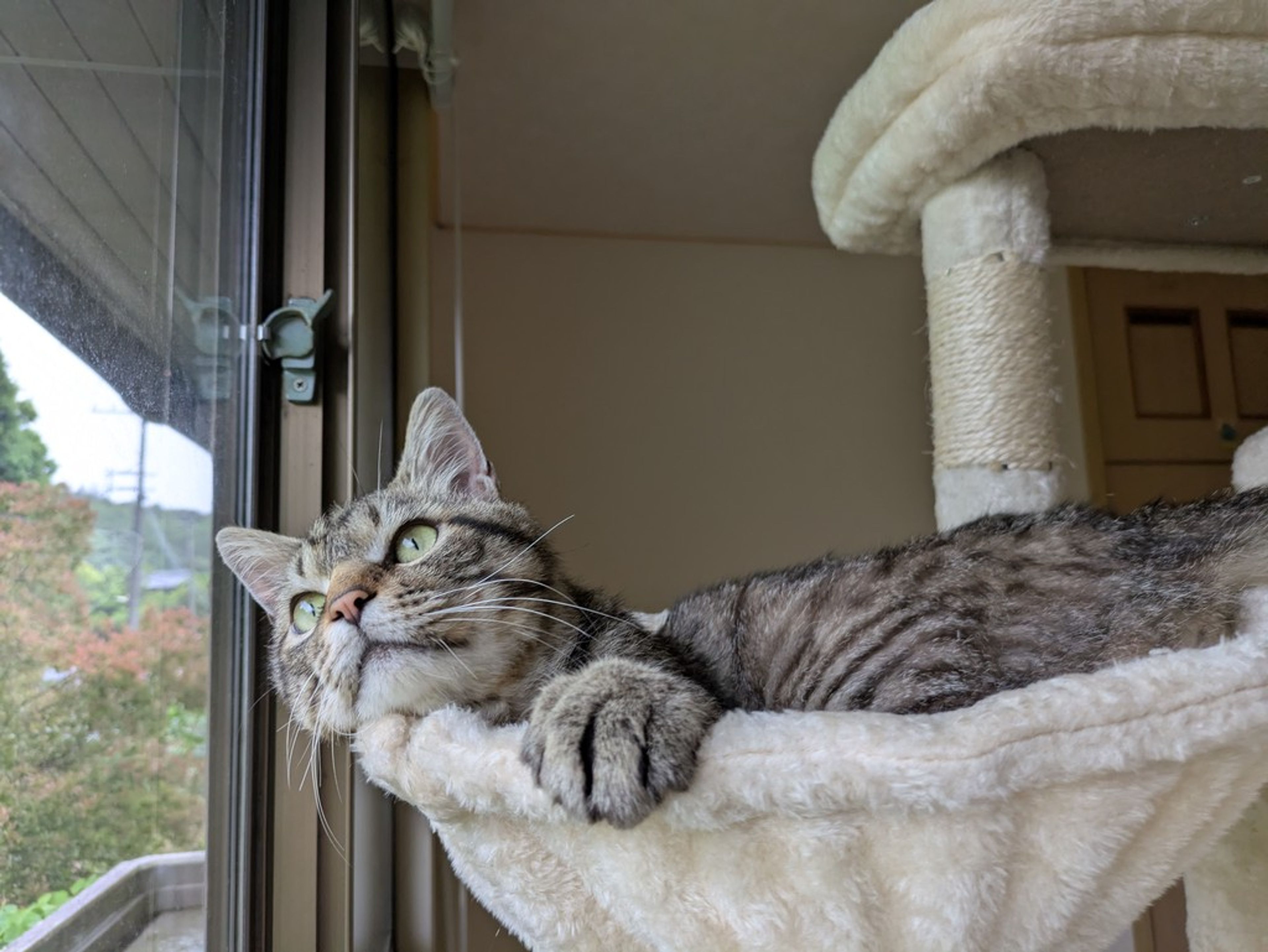pet-image-2
