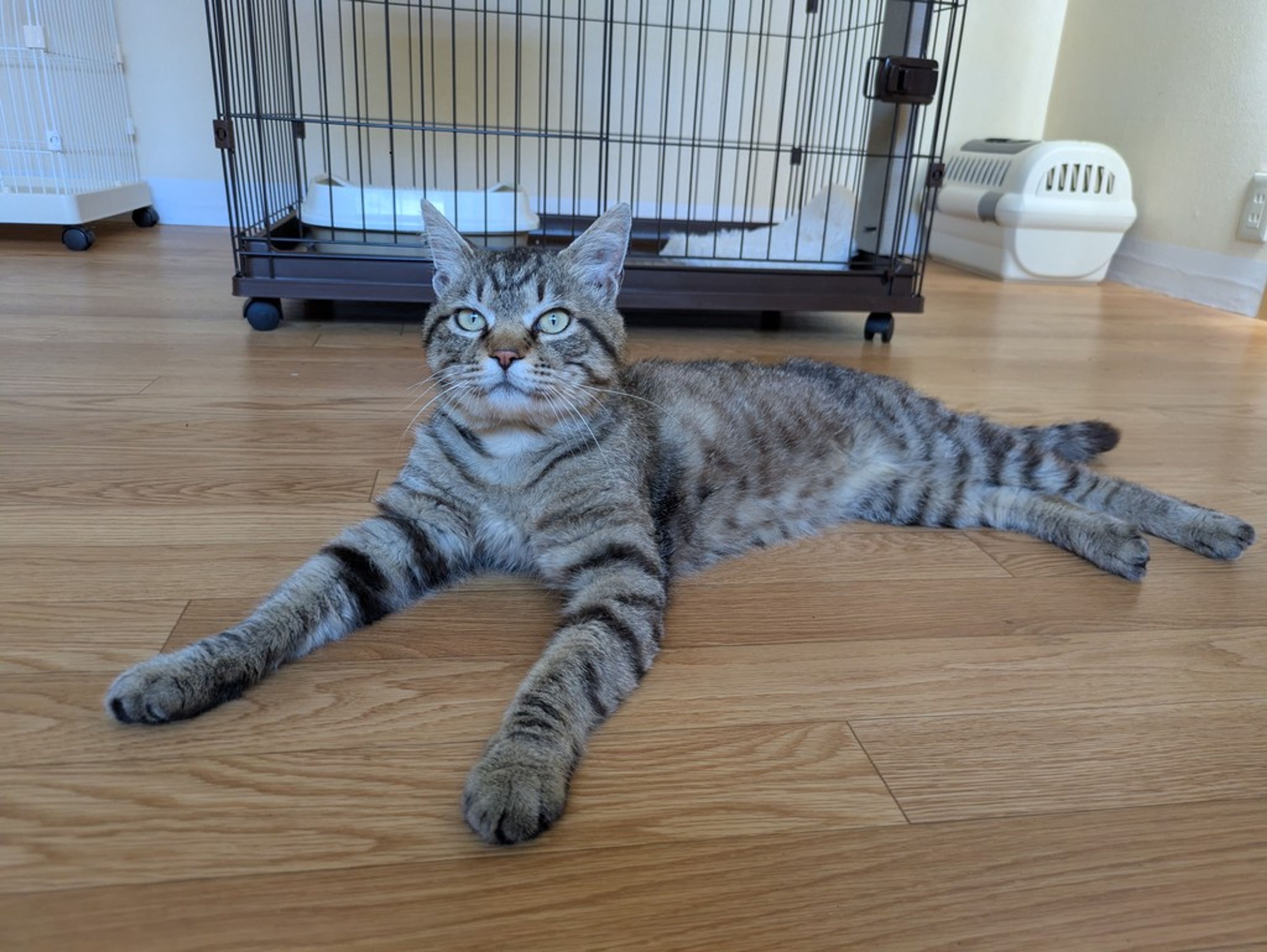 pet-image-3
