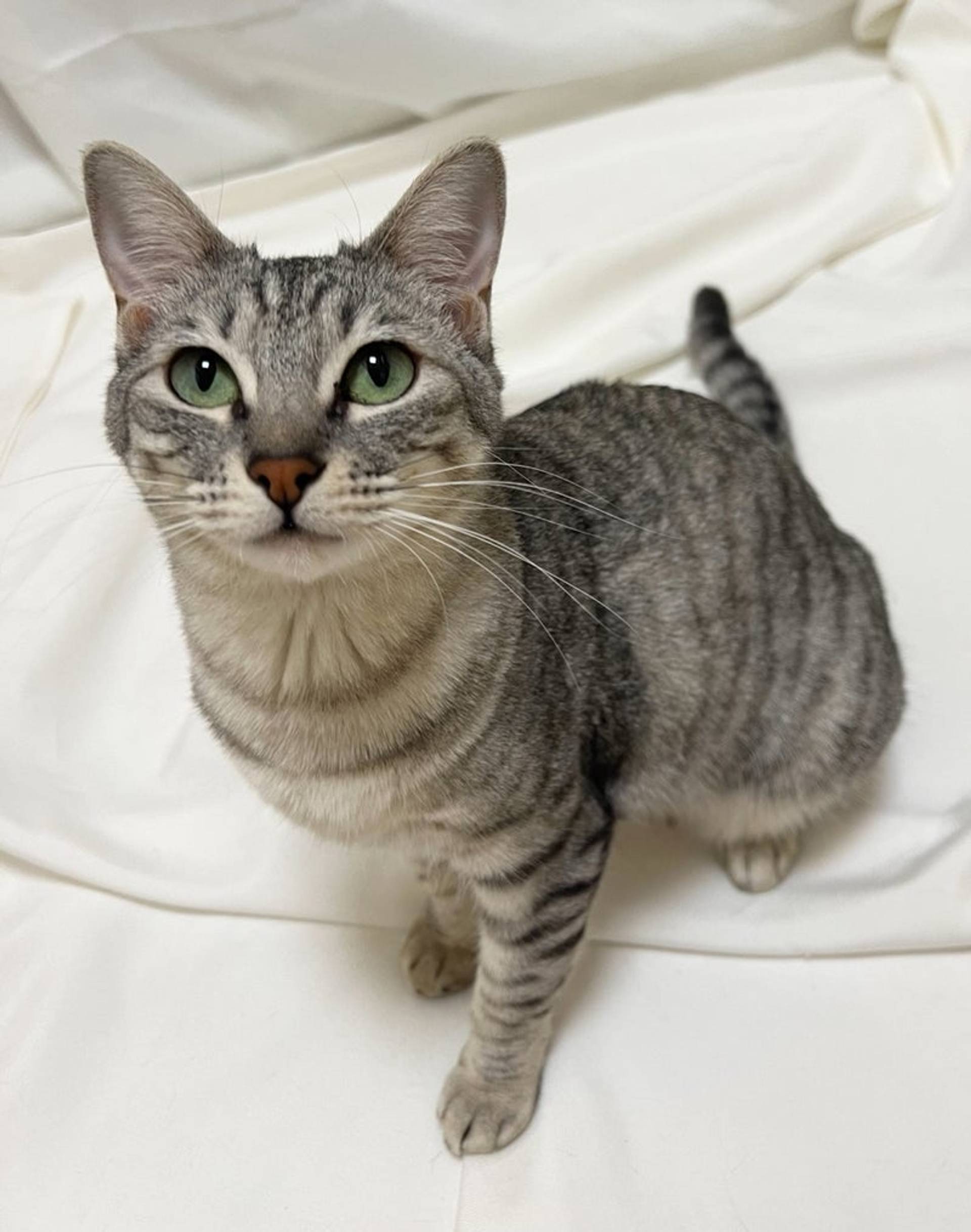 雑種（ミックス猫）・メスの里親募集の写真