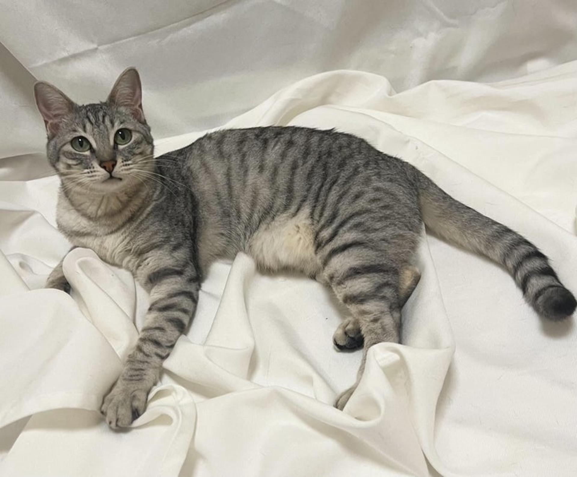 pet-image-3