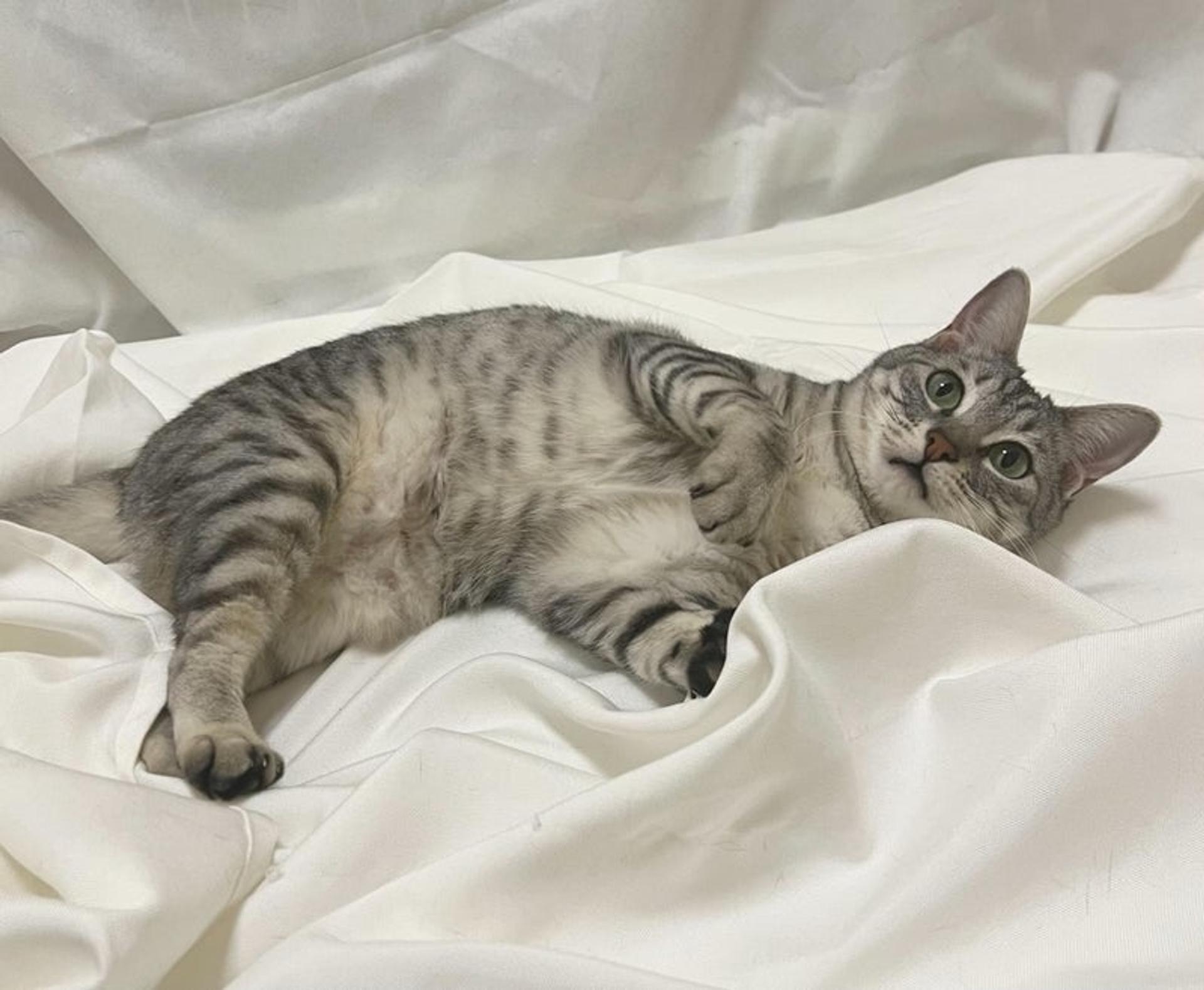 pet-image-4