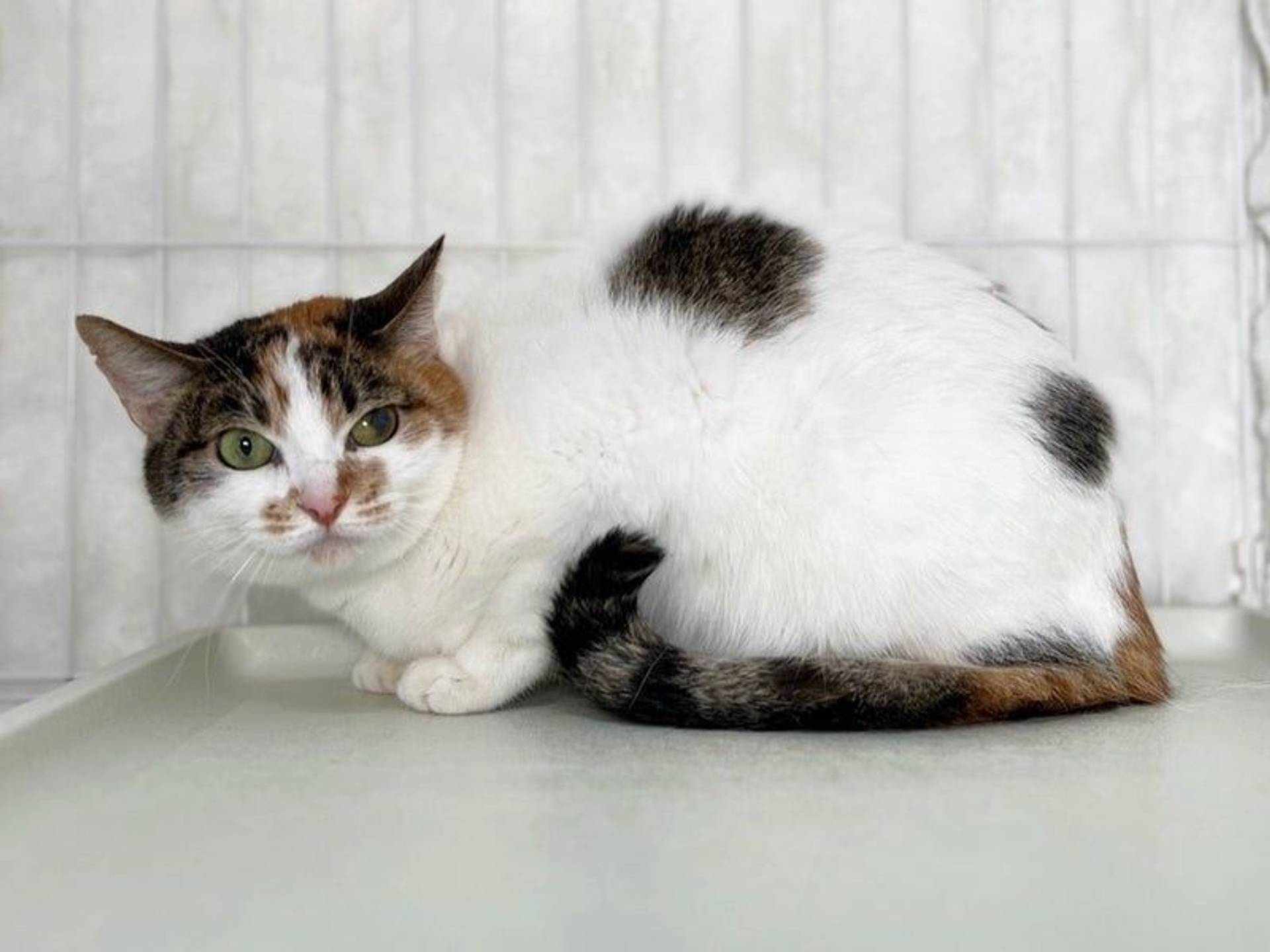 雑種（ミックス猫）・メスの里親募集の写真