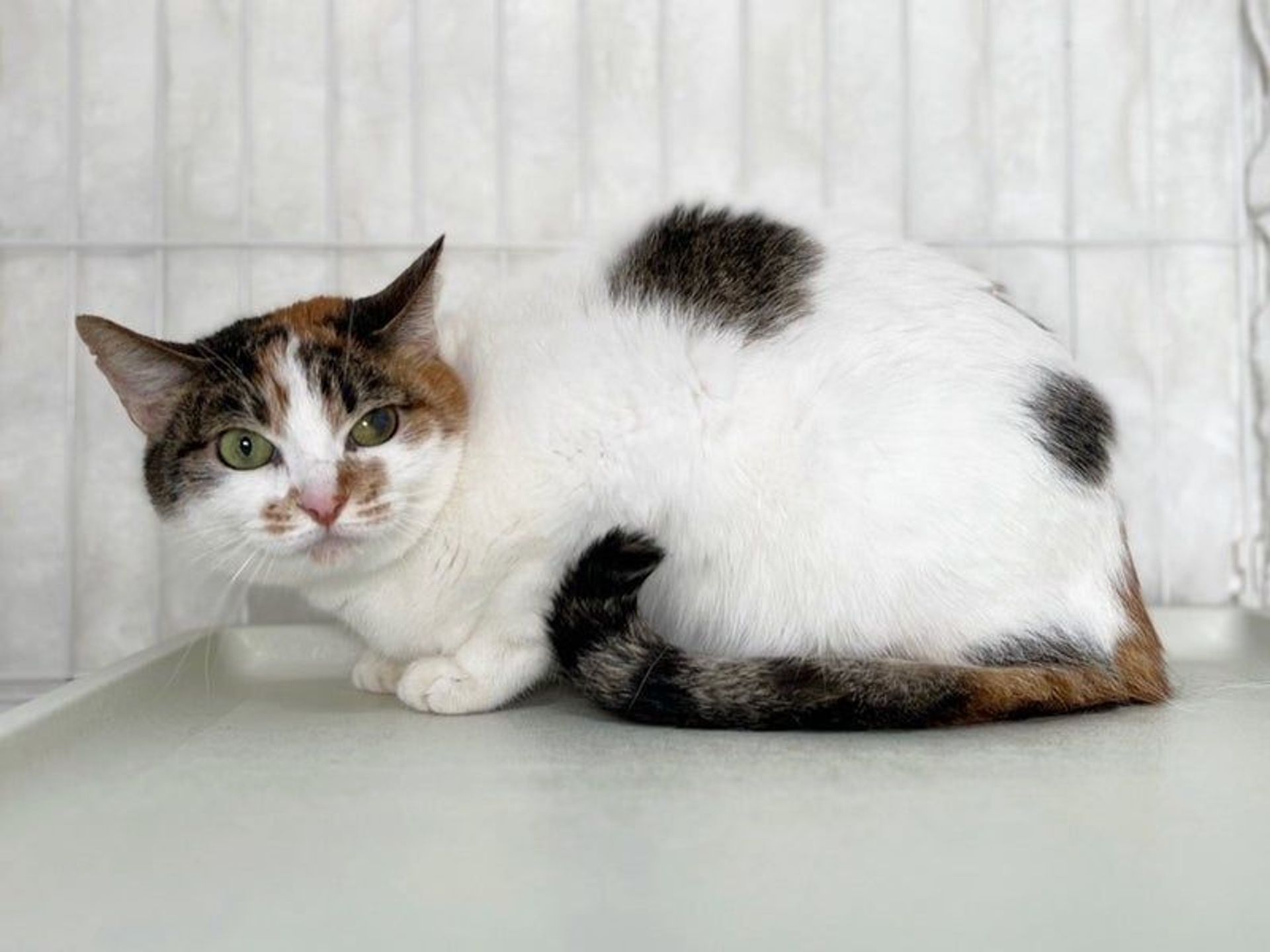 雑種（ミックス猫）・メスの里親募集の写真