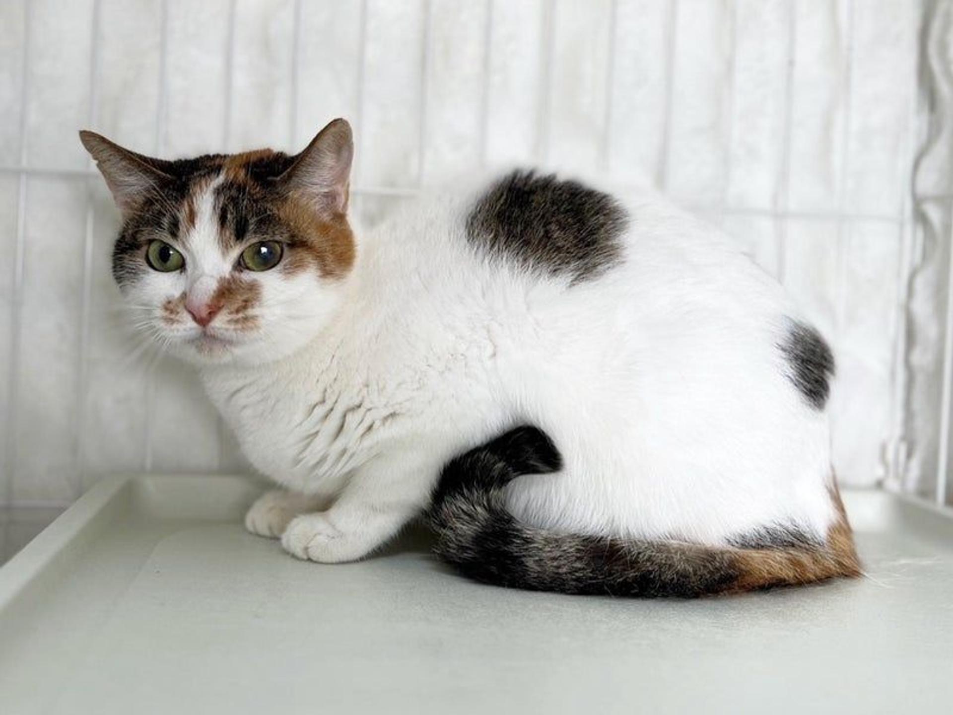 pet-image-4